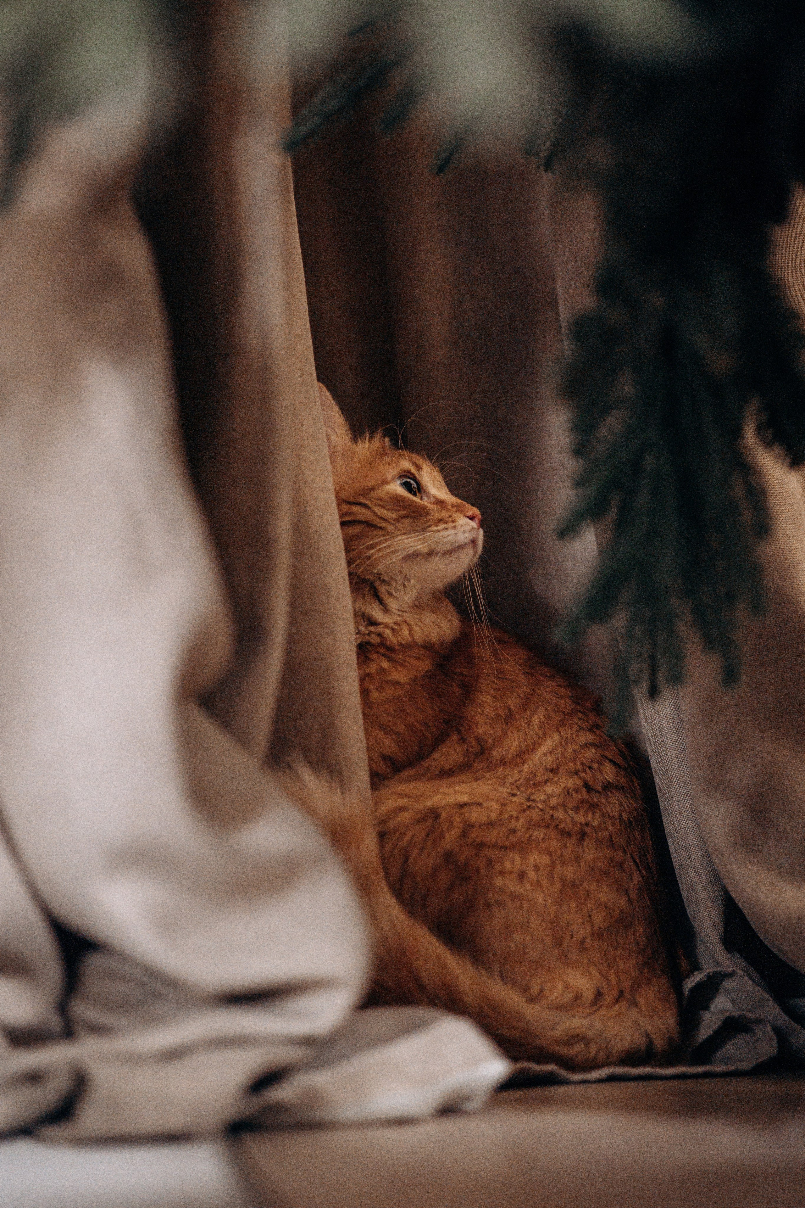 Эля и Франц. Фотограф — Анималист | Санкт-Петербург