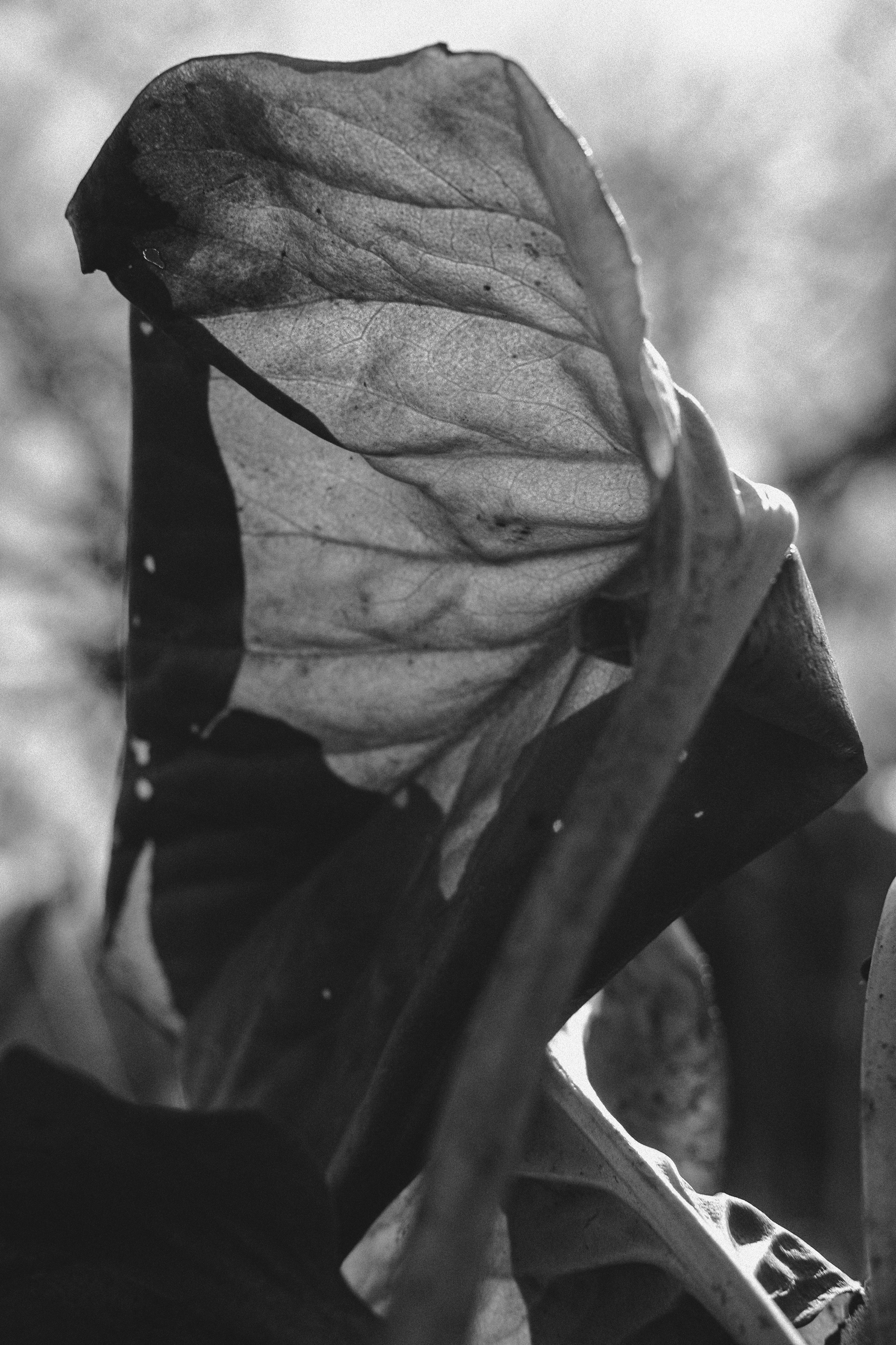 Жизнь сада. Works