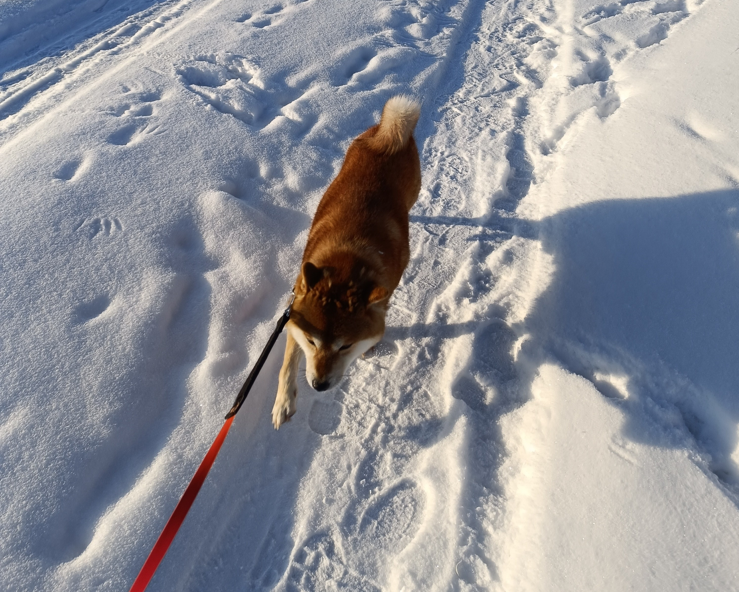 Сиба Локи * Shiomaru EVER DREAM * LOKI