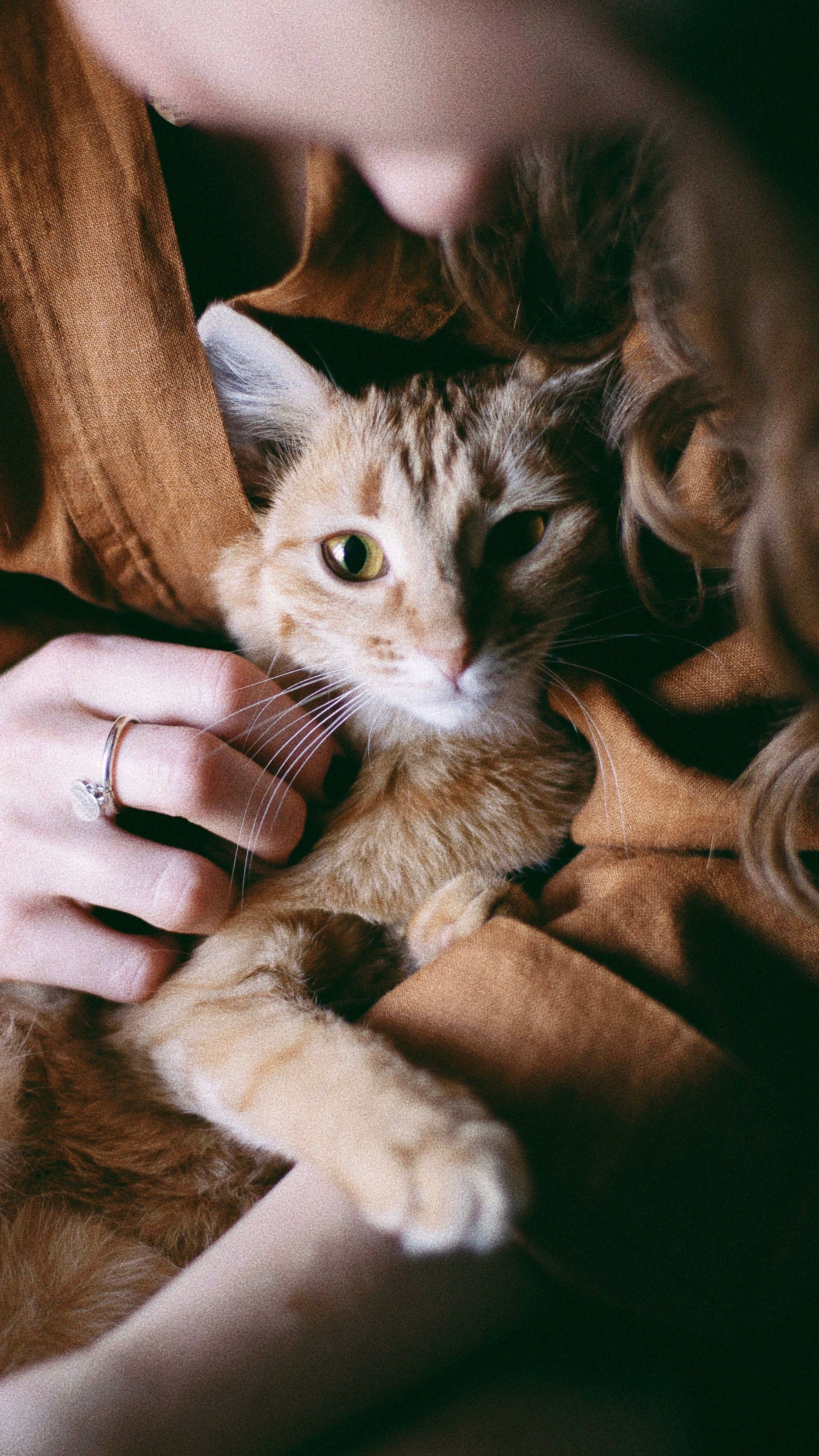 Катя, Булочка и Пирожок дома. Фотограф анималист Кристина Карпова, Москва