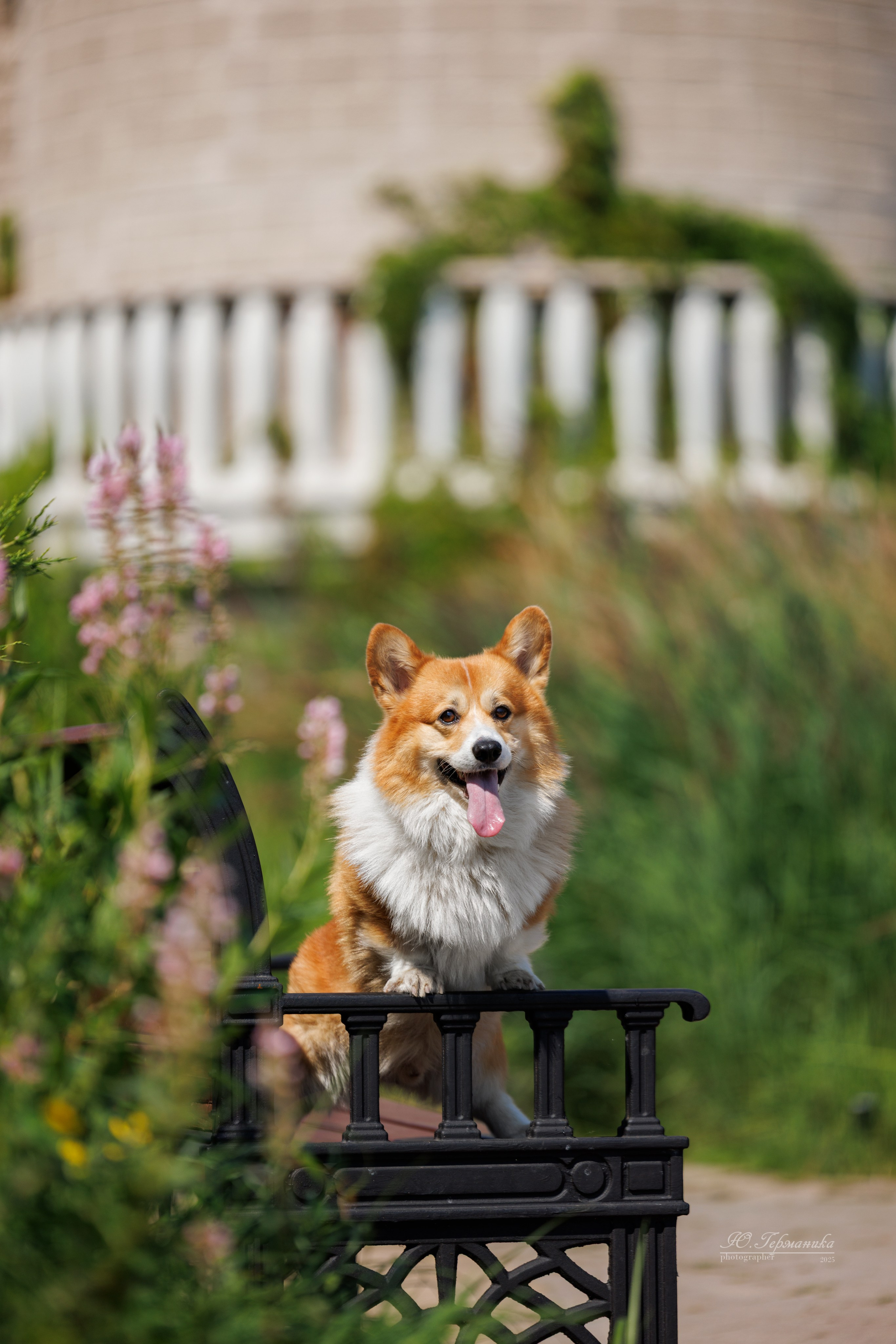 Фотосет Бригада УХ)). Фотограф-анималист Юлия Германика
