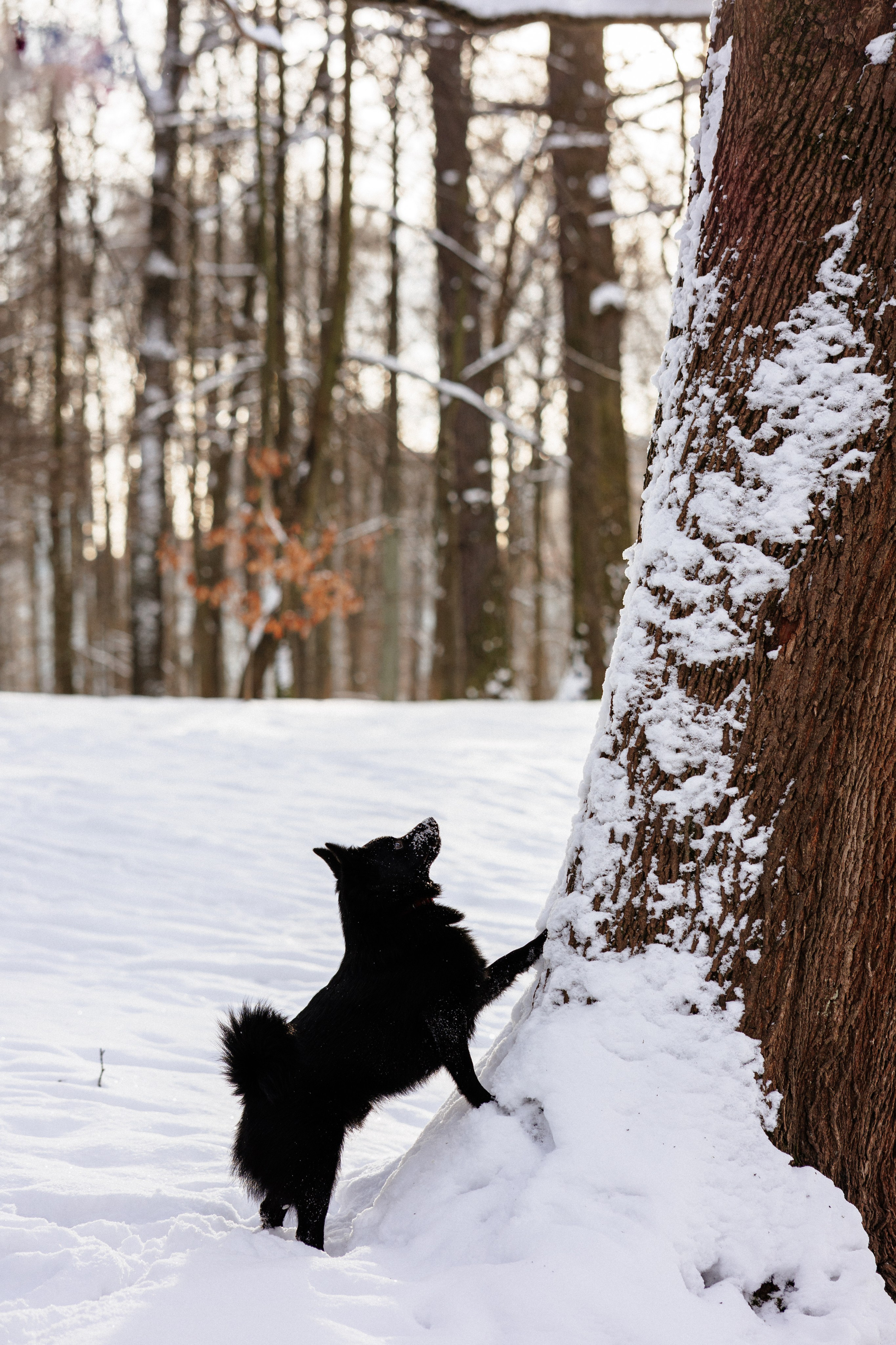 Юлия и Кит. Фотограф в Санкт-Петербурге Алёна Губинская