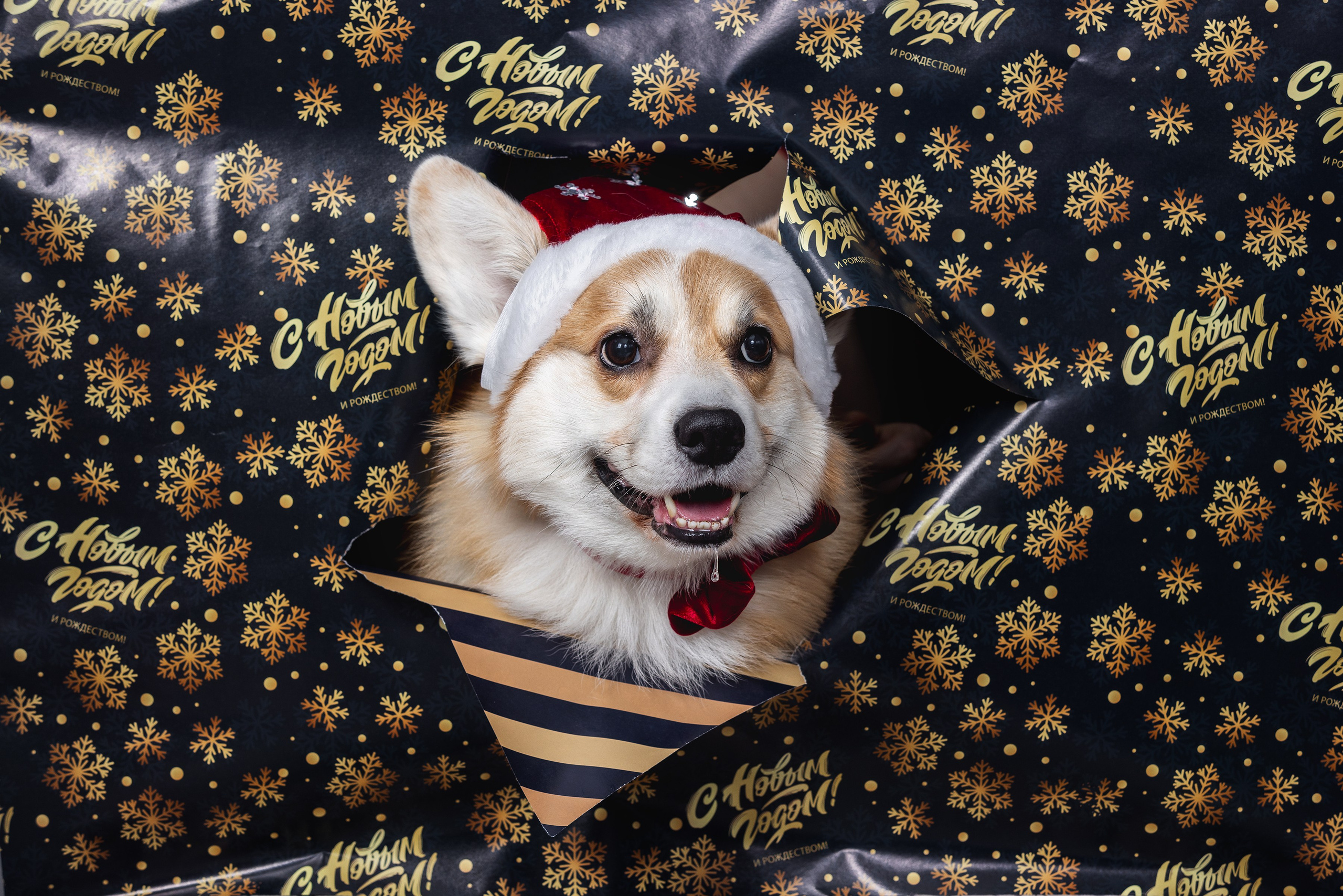 Собаки и не только. Фотограф Алена Звездина