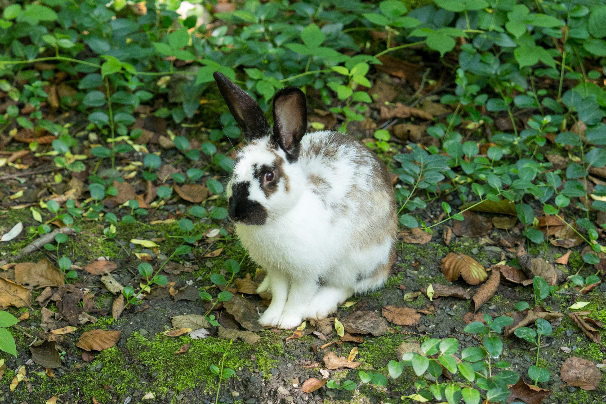 MICE мероприятие для компании «Доставка морем»: хайкинг к Ачипсинским водопадам. Репортажный фотограф в Красной Поляне и Сочи Павлюченко Екатерина