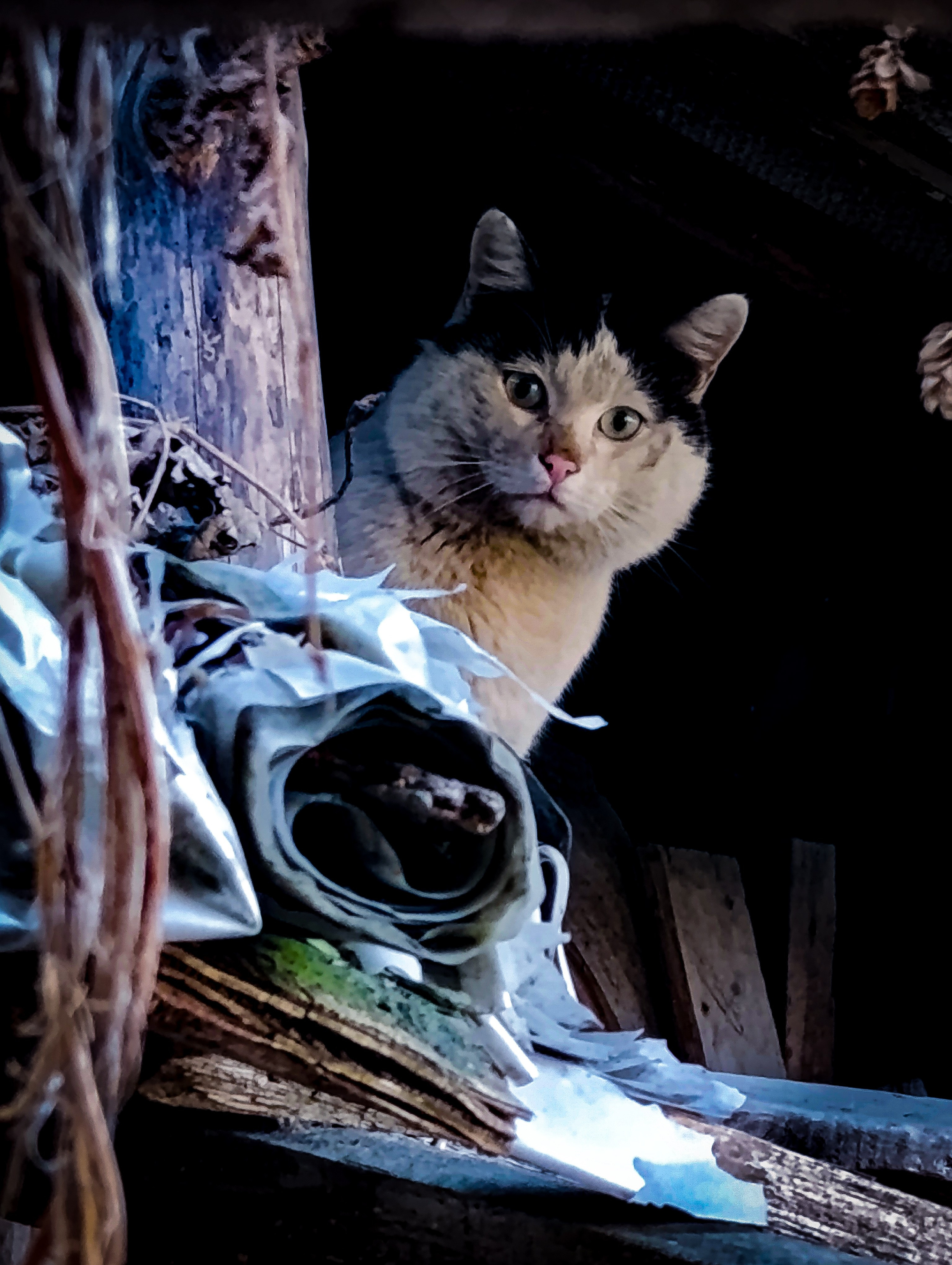 Животный мир. Фотограф в Южно-Сахалинске Гусаков Евгений
