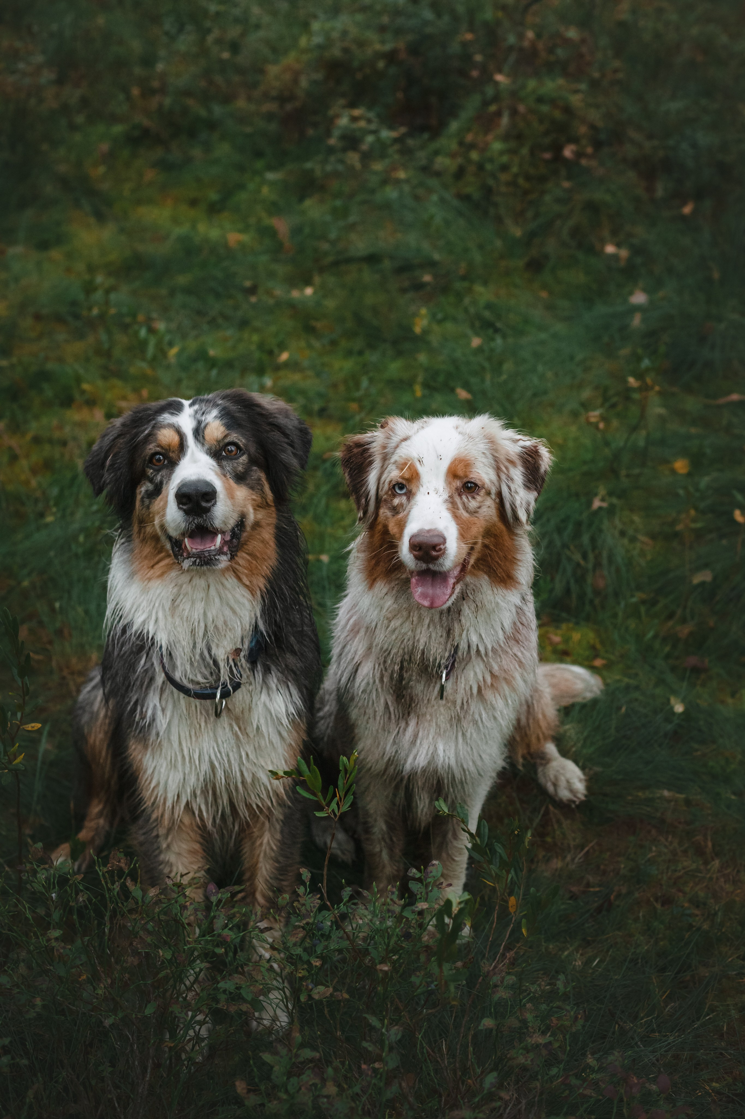 Фотопрогулка в Ленобласти. Фотограф-анималист Татьяна Степанова