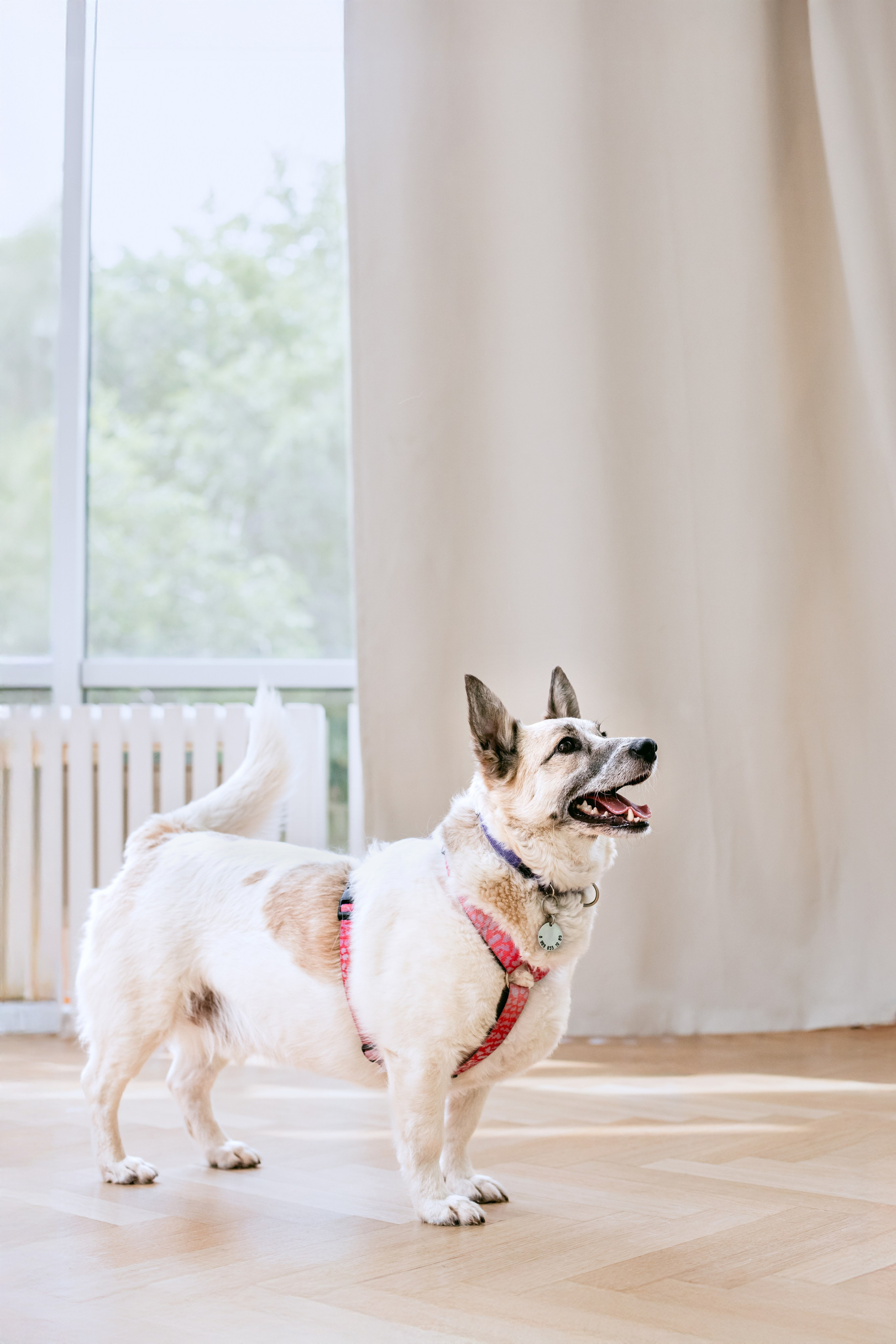 Студия лето 2025. Фотограф-анималист Татьяна Степанова