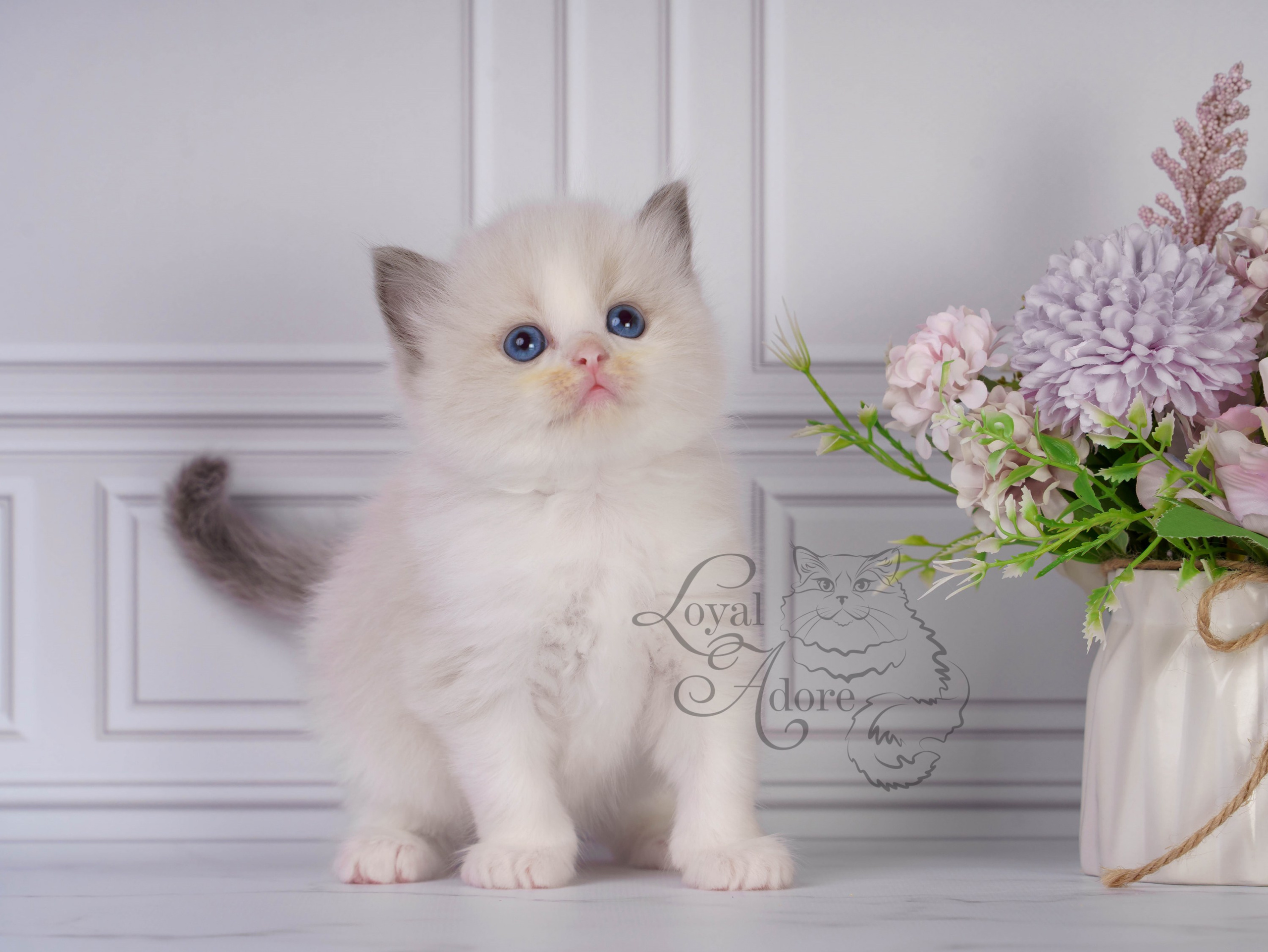 Котята рэгдолл от Loyal Adore. Питомник рэгдолл Loyal Adore