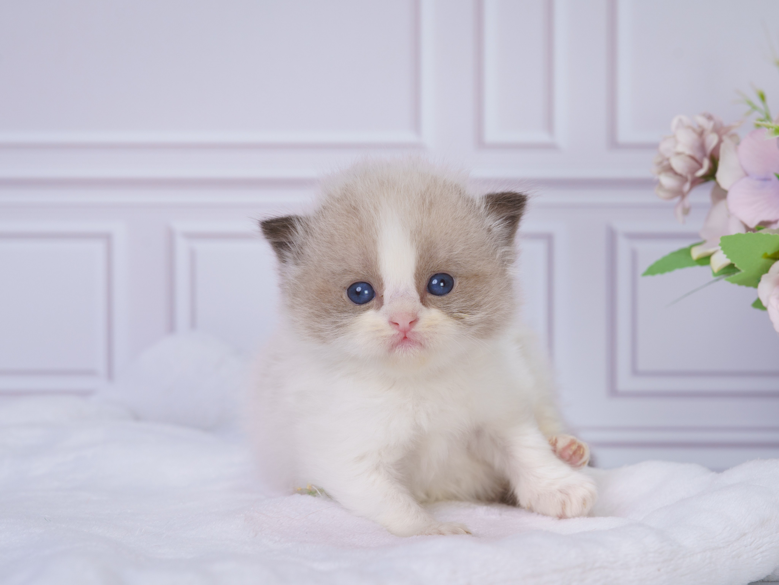 Котята рэгдолл от Loyal Adore. Питомник рэгдолл Loyal Adore