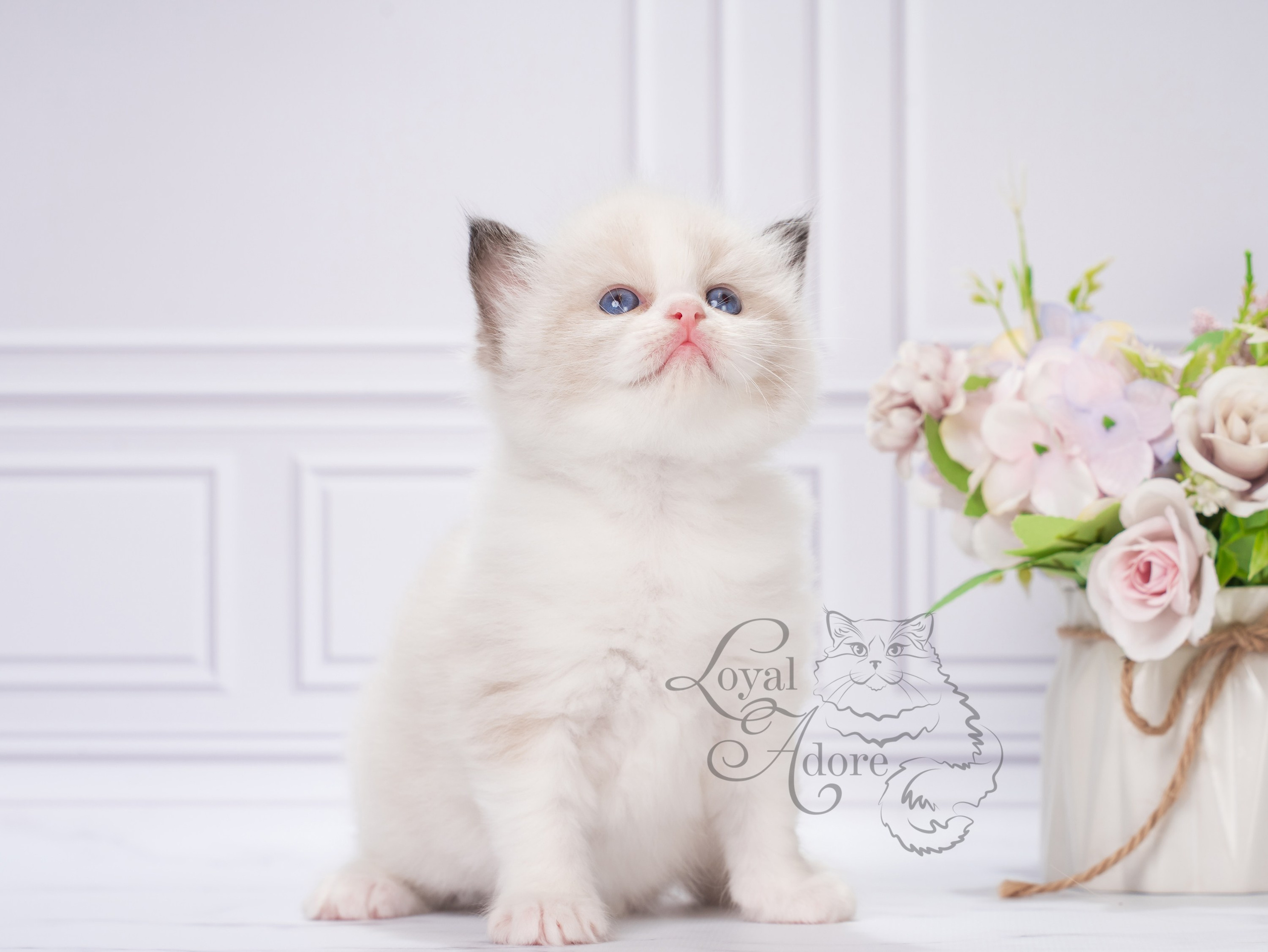 Котята рэгдолл от Loyal Adore. Питомник рэгдолл Loyal Adore