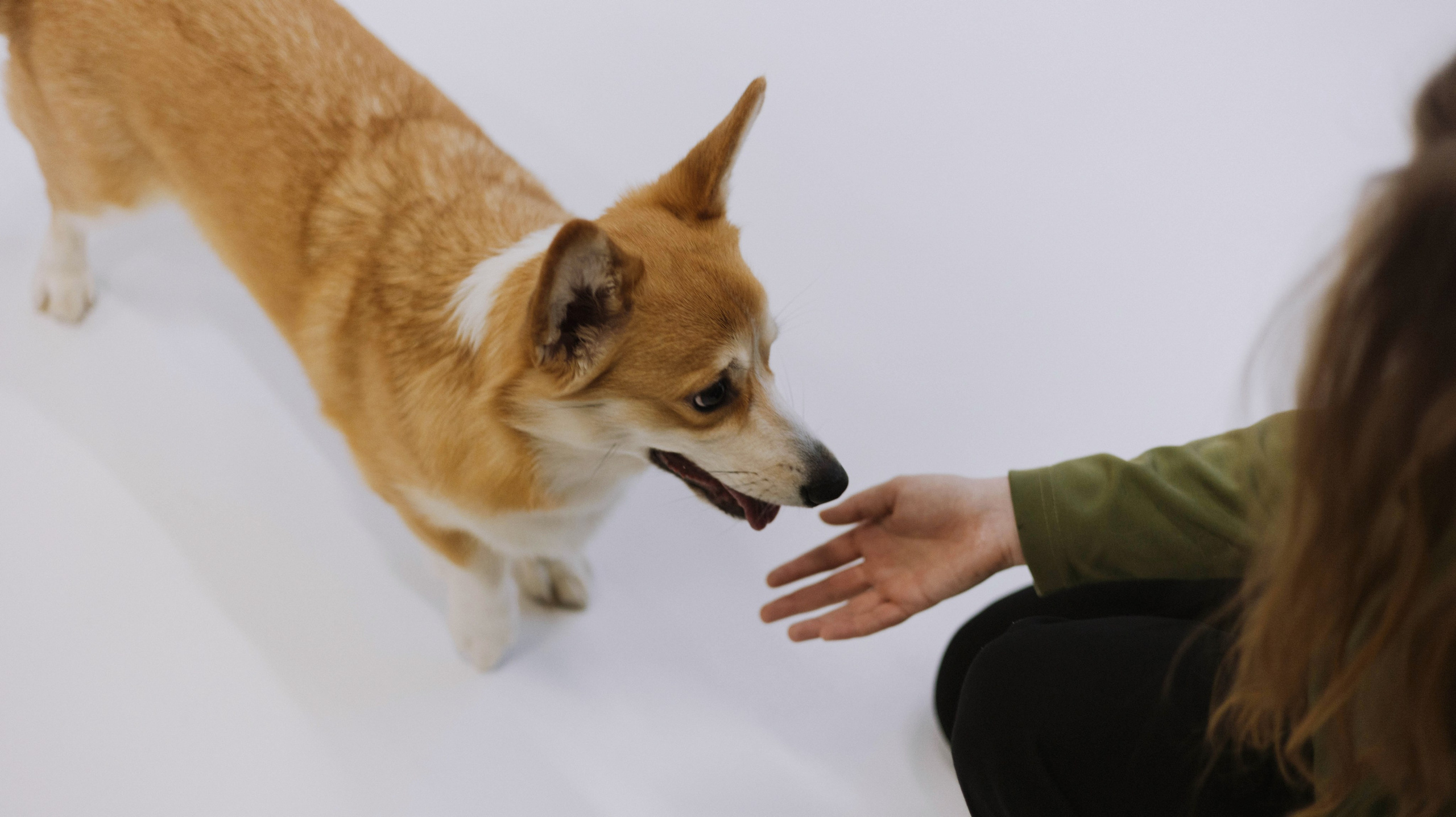 Настя и Мия. Фотограф-анималист Богданова Полина