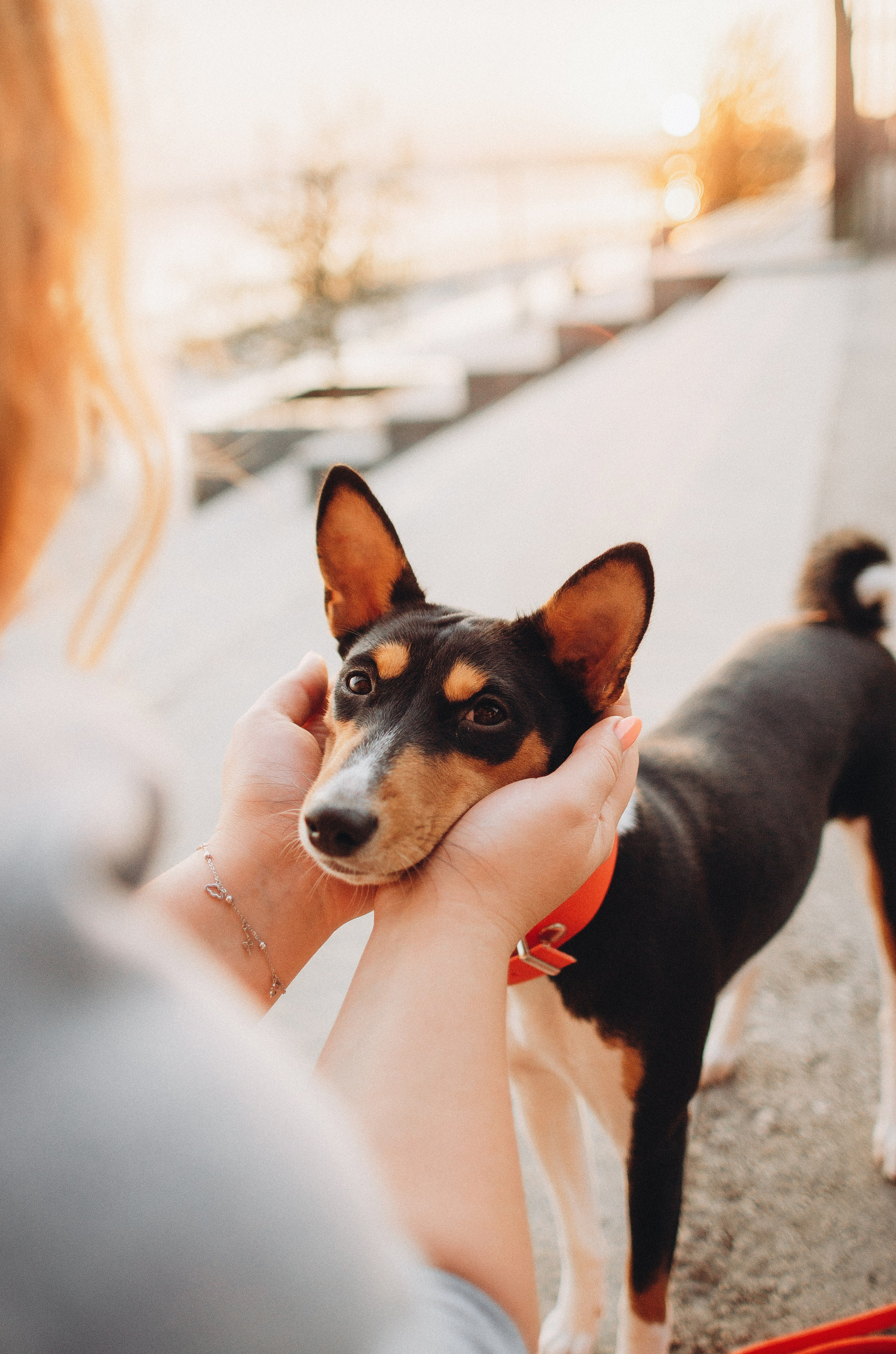 Лена, Никита и Эсма. Фотограф-анималист Богданова Полина