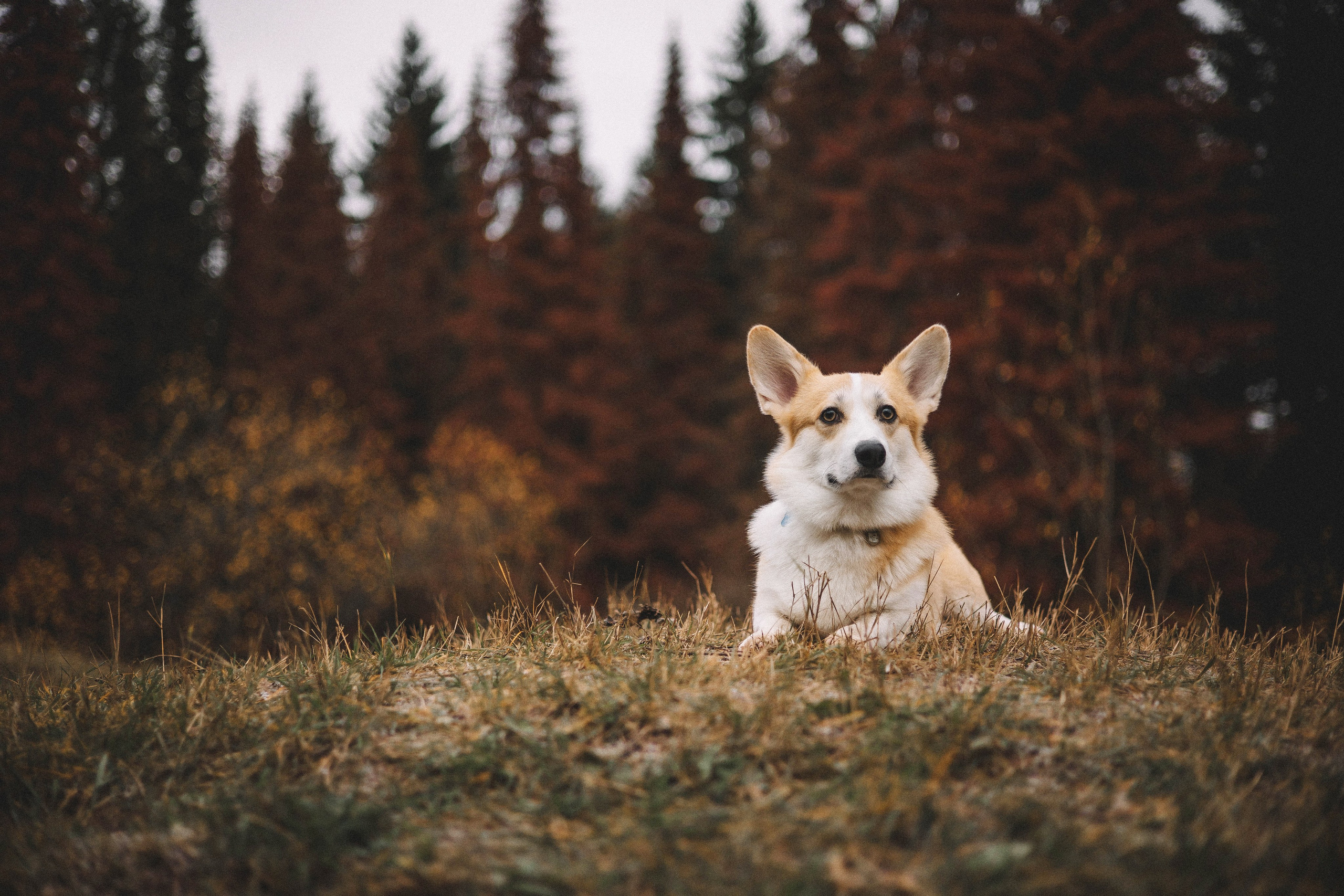 Юля и барри. Фотограф-анималист Богданова Полина