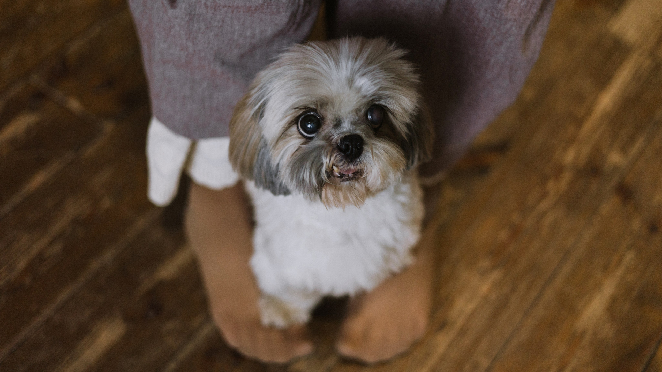 Ирина и Винни. Фотограф-анималист Богданова Полина