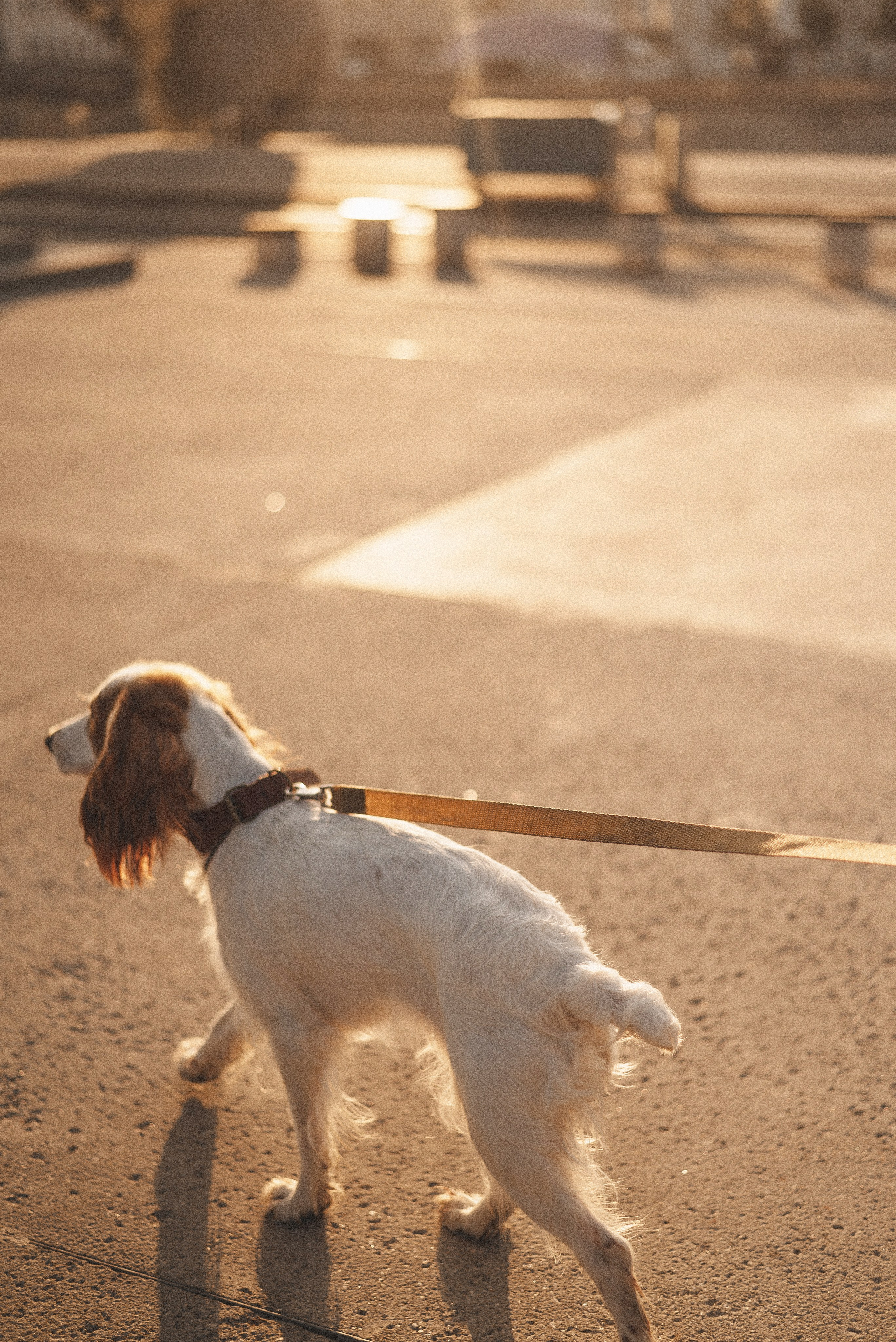 Маша и Вега. Фотограф-анималист Богданова Полина