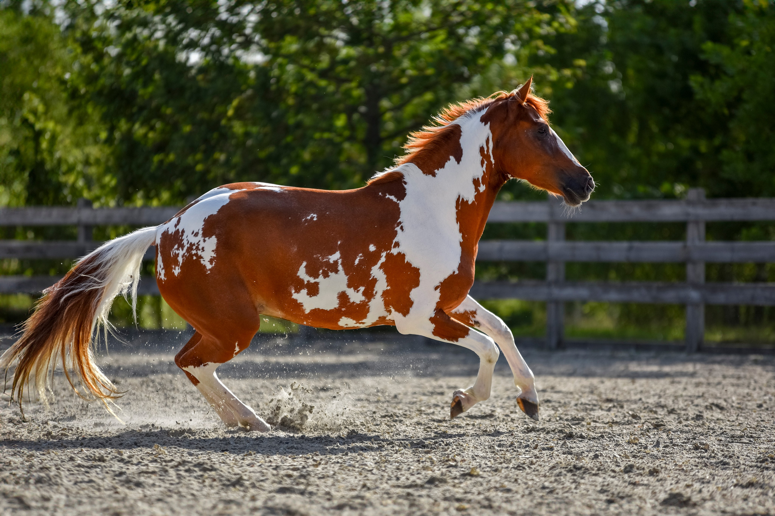 Лошади на свободе, съемка лошадей, экстерьерная съемка, фотосессия