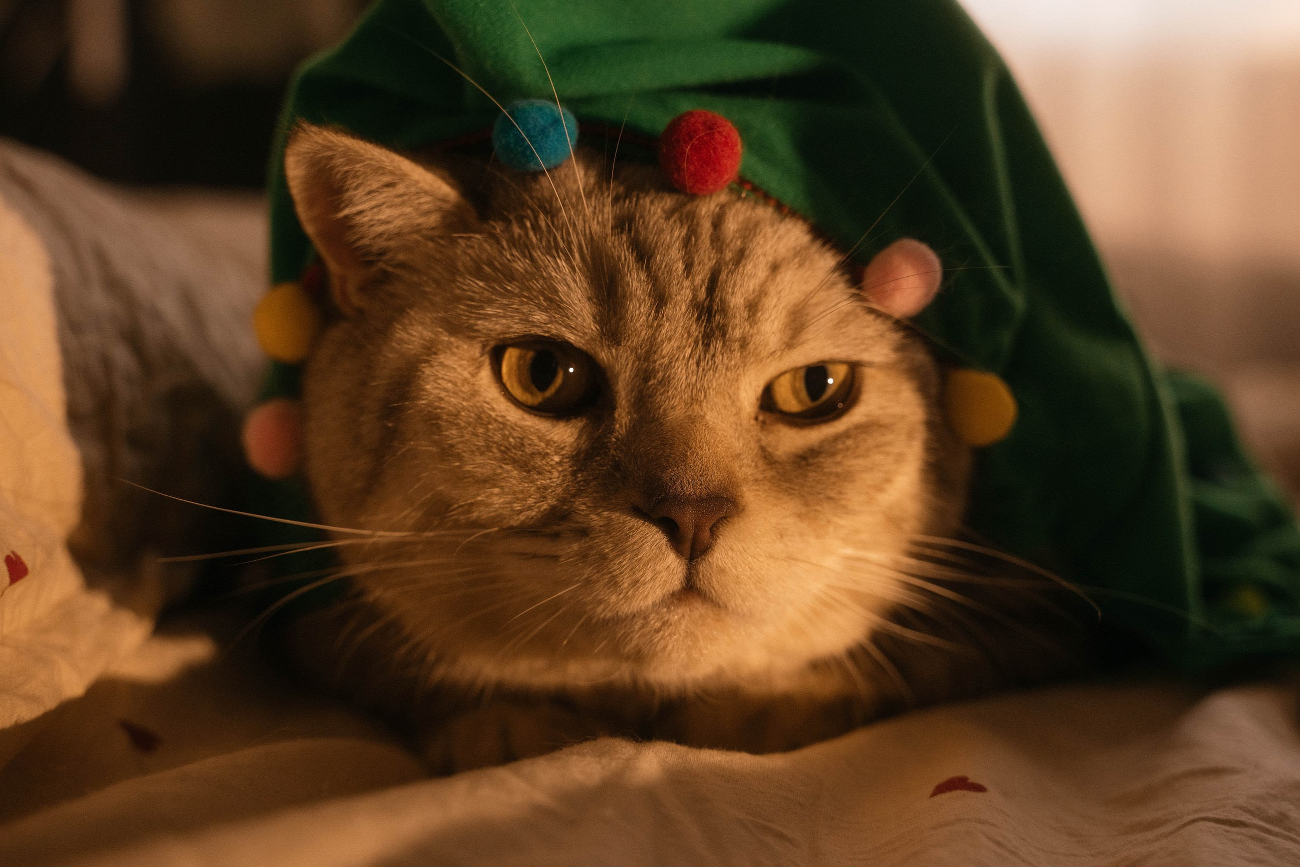 Лена и Пушок. Свадебный, семейный фотограф в Рязани Лена Брант