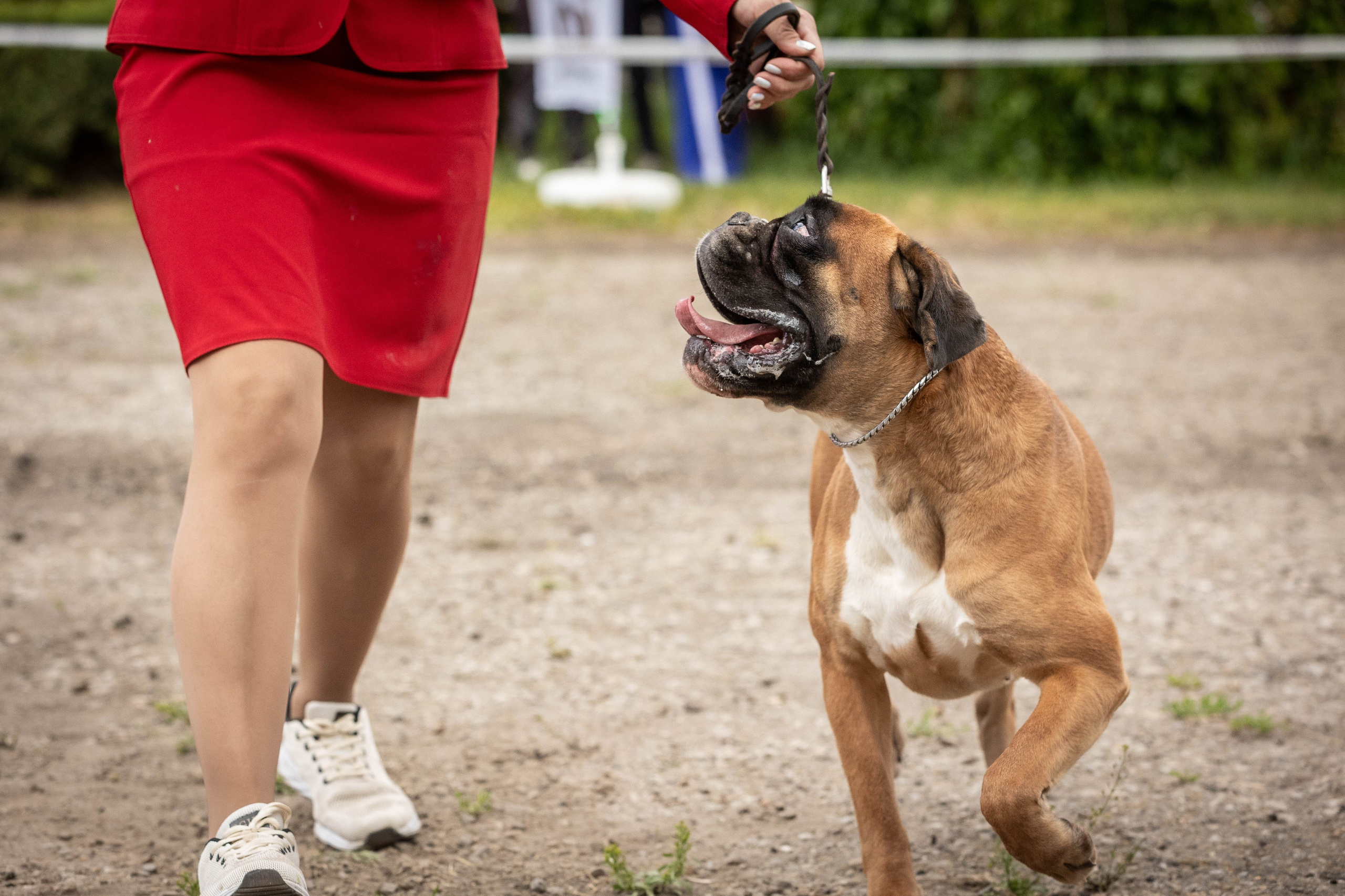 Репортаж (фото с выставок)