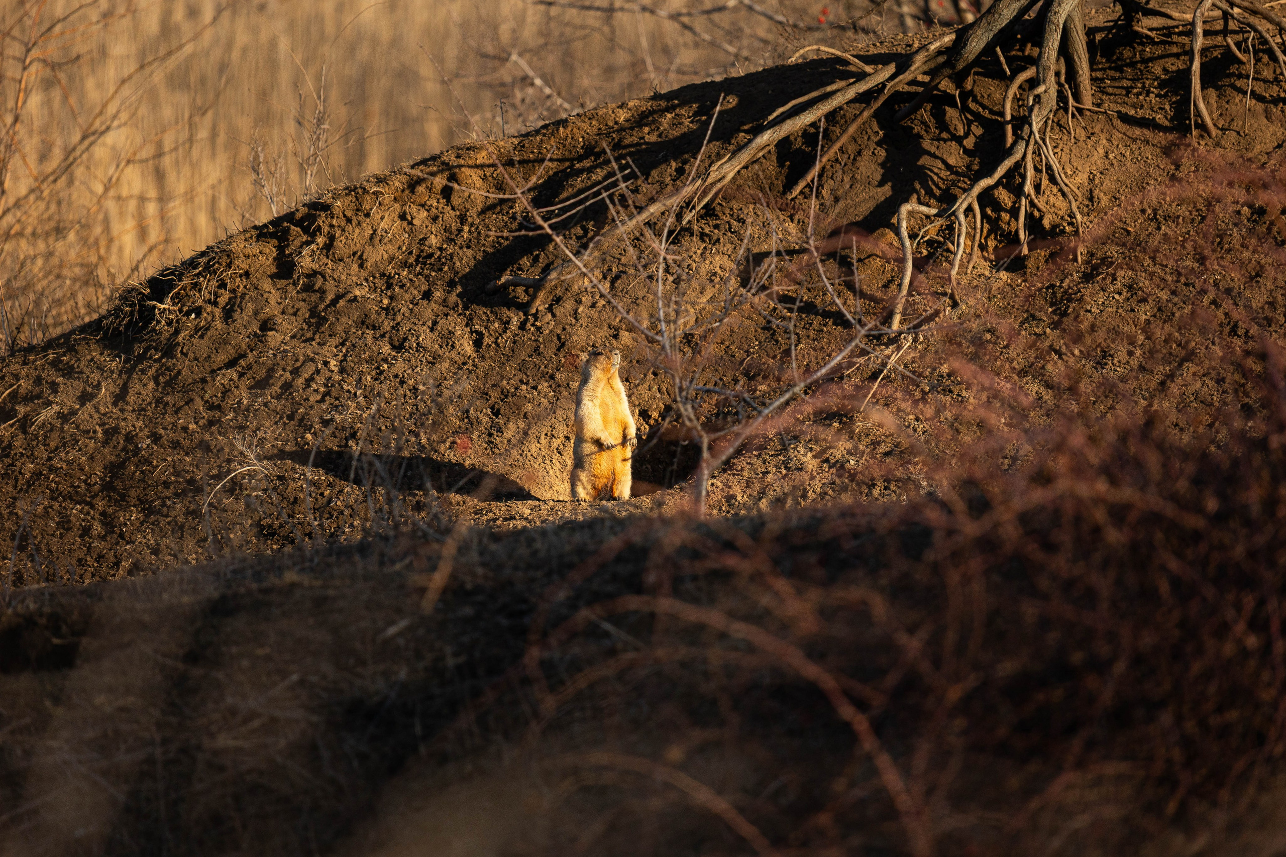 Дикий животный мир. Фотограф-АниМалист Анна Абрамова