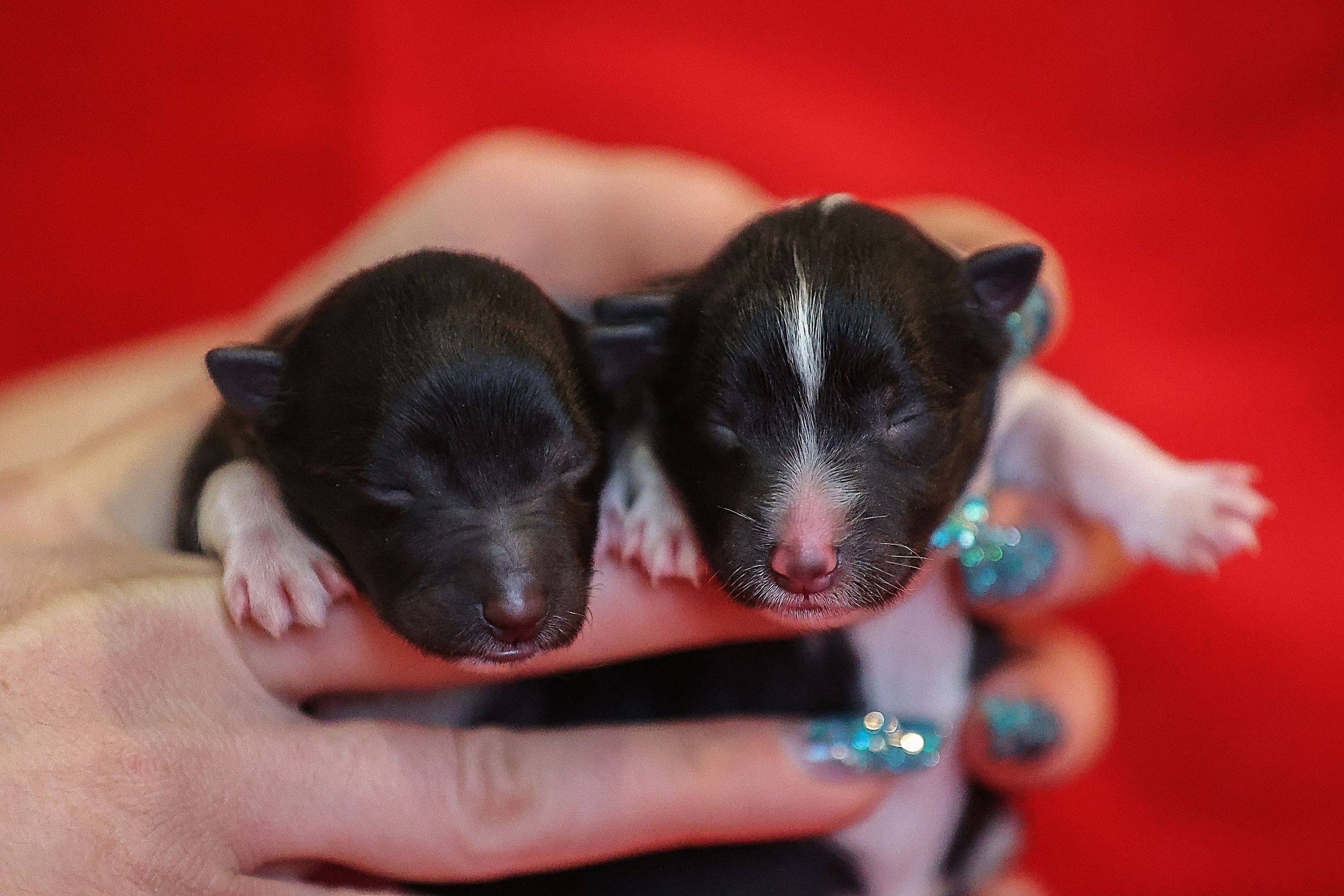 ФОТОССЕСИЯ ЩЕНКОВ. Фотограф-АниМалист Анна Абрамова
