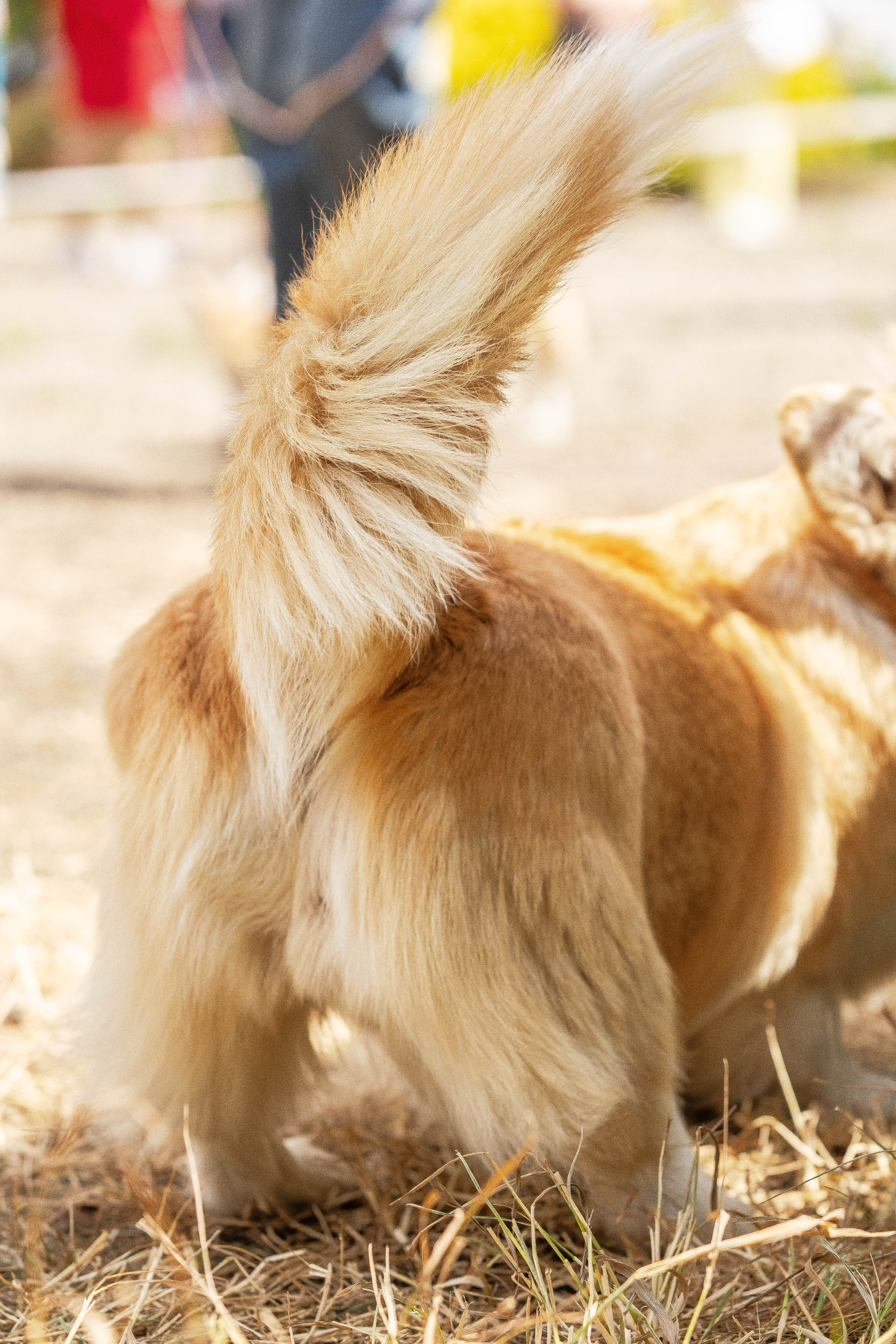 Репортаж (фото с выставок). Фотограф-АниМалист Анна Абрамова