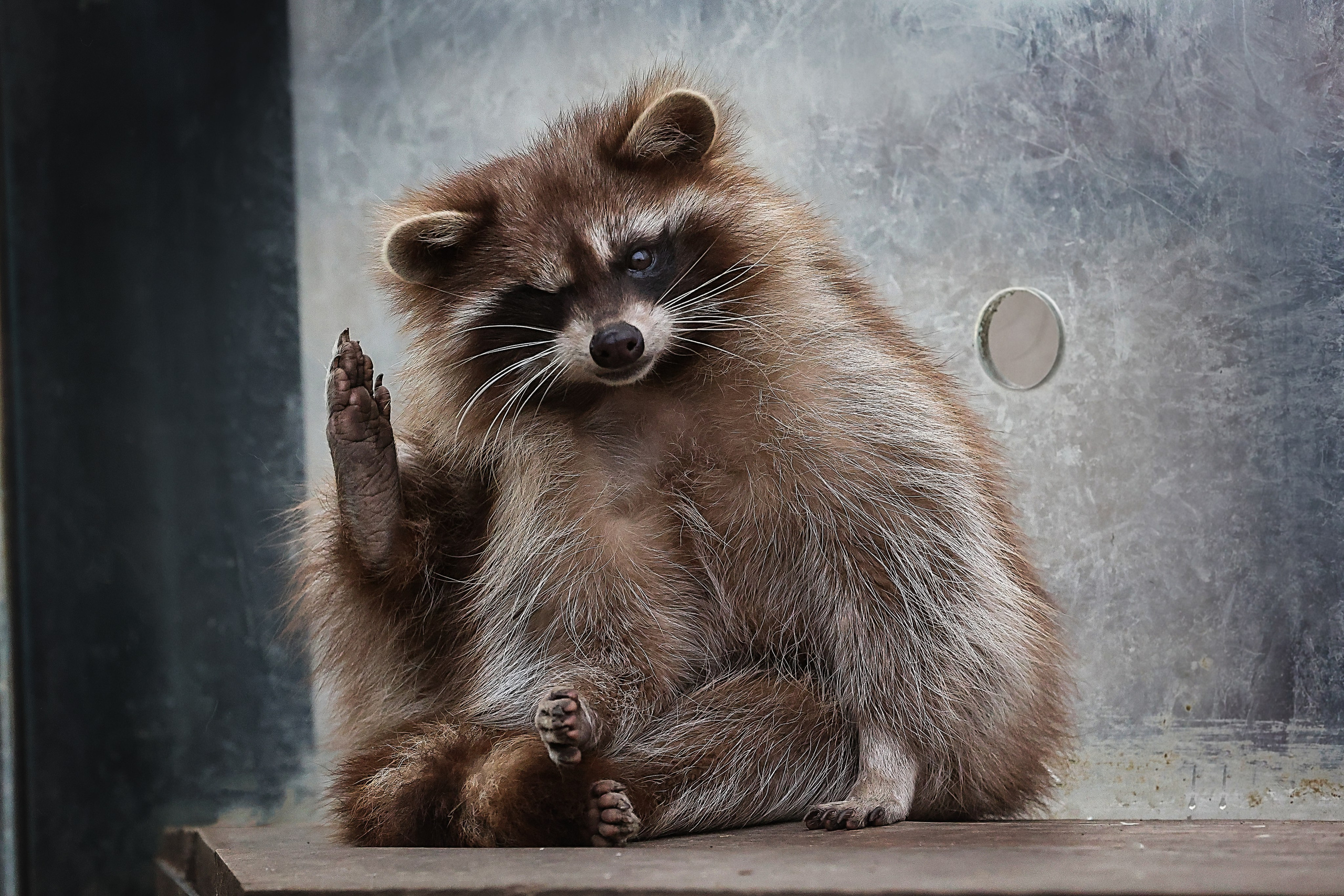 Зоопарк Малинки. Фотограф-АниМалист Анна Абрамова