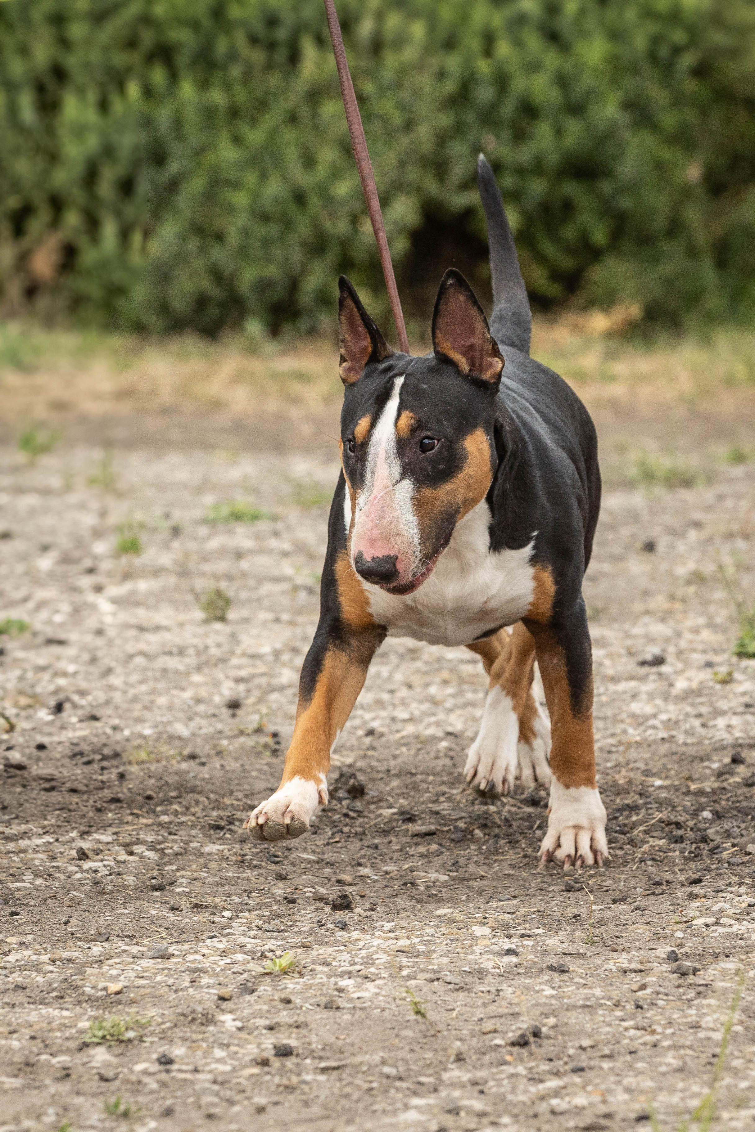 Репортаж (фото с выставок). Фотограф-АниМалист Анна Абрамова