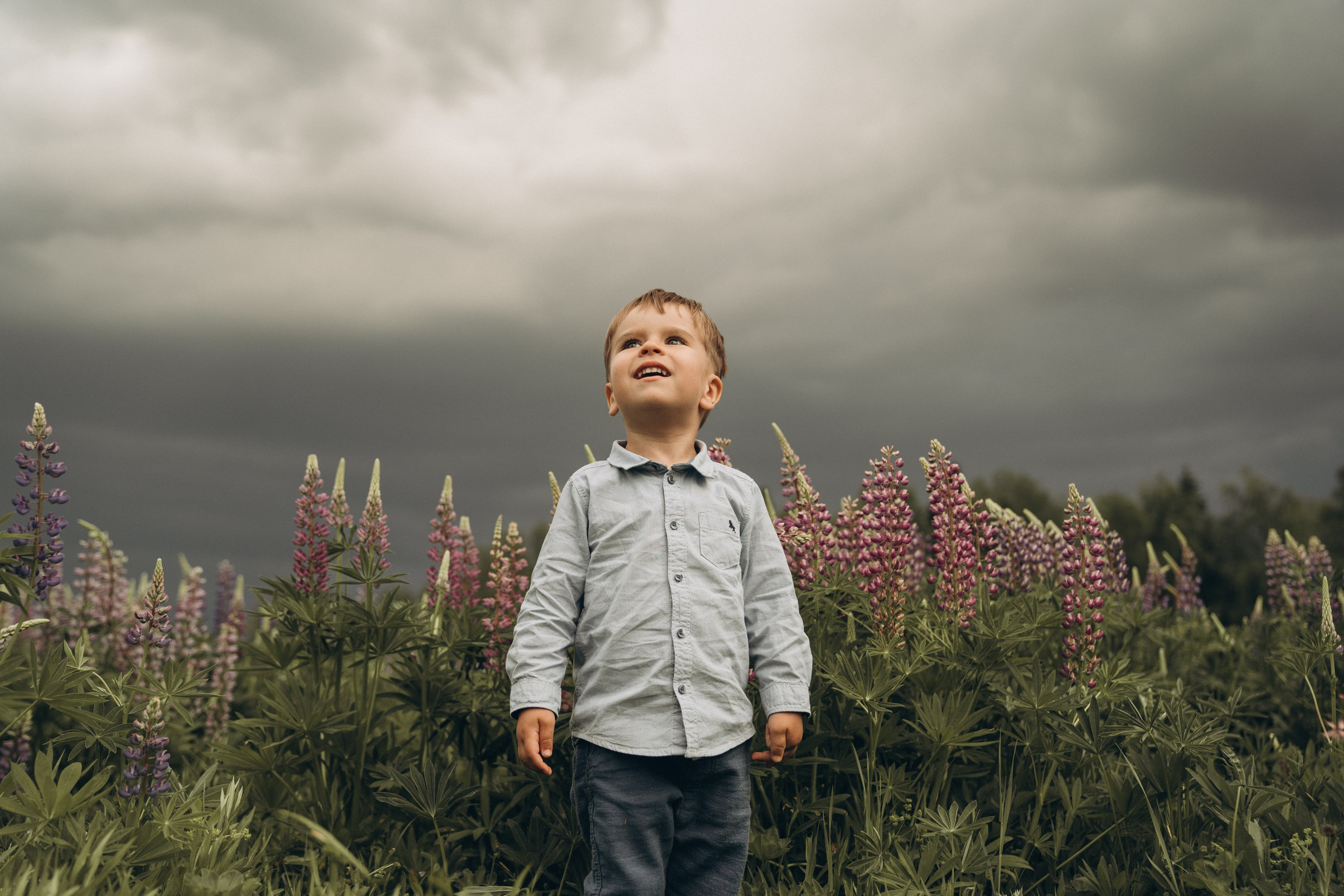 Люпиновая пора. Семейный и детский фотограф Москва Дарья Бугра