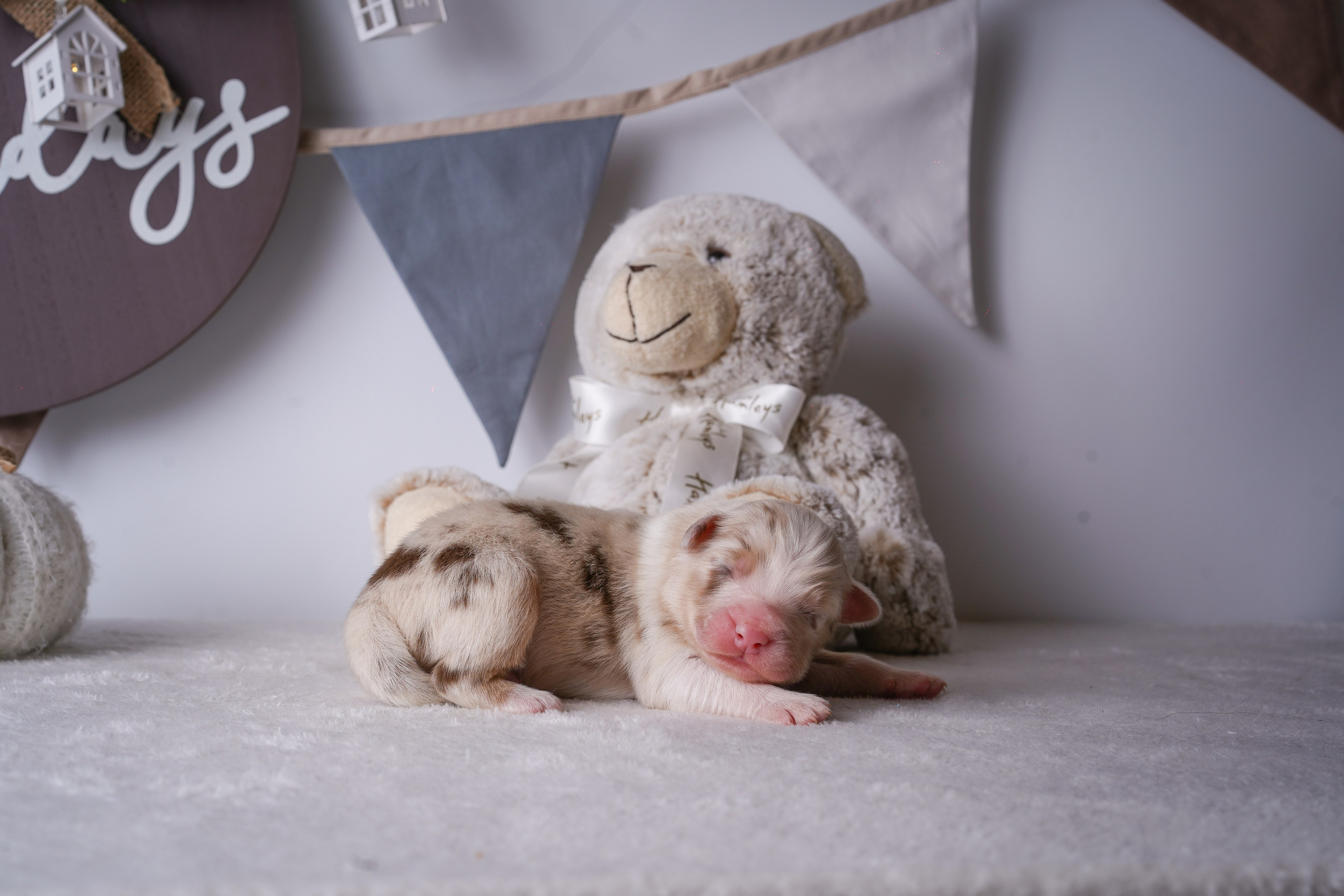 Щенули аусси. Фотограф-анималист в Санкт-Петербурге Яна Мартынова