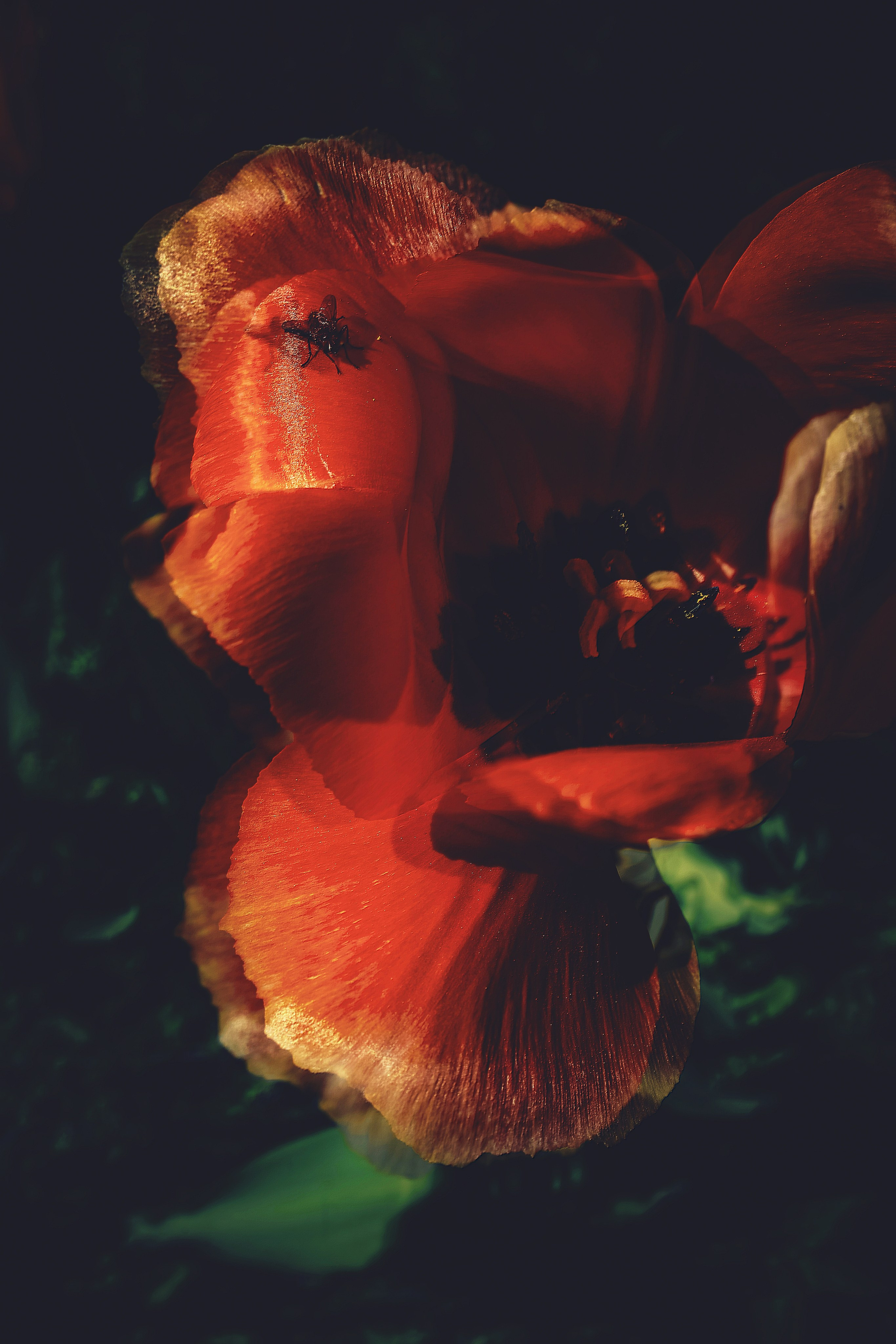 Природа &. Фотохудожник в СПб