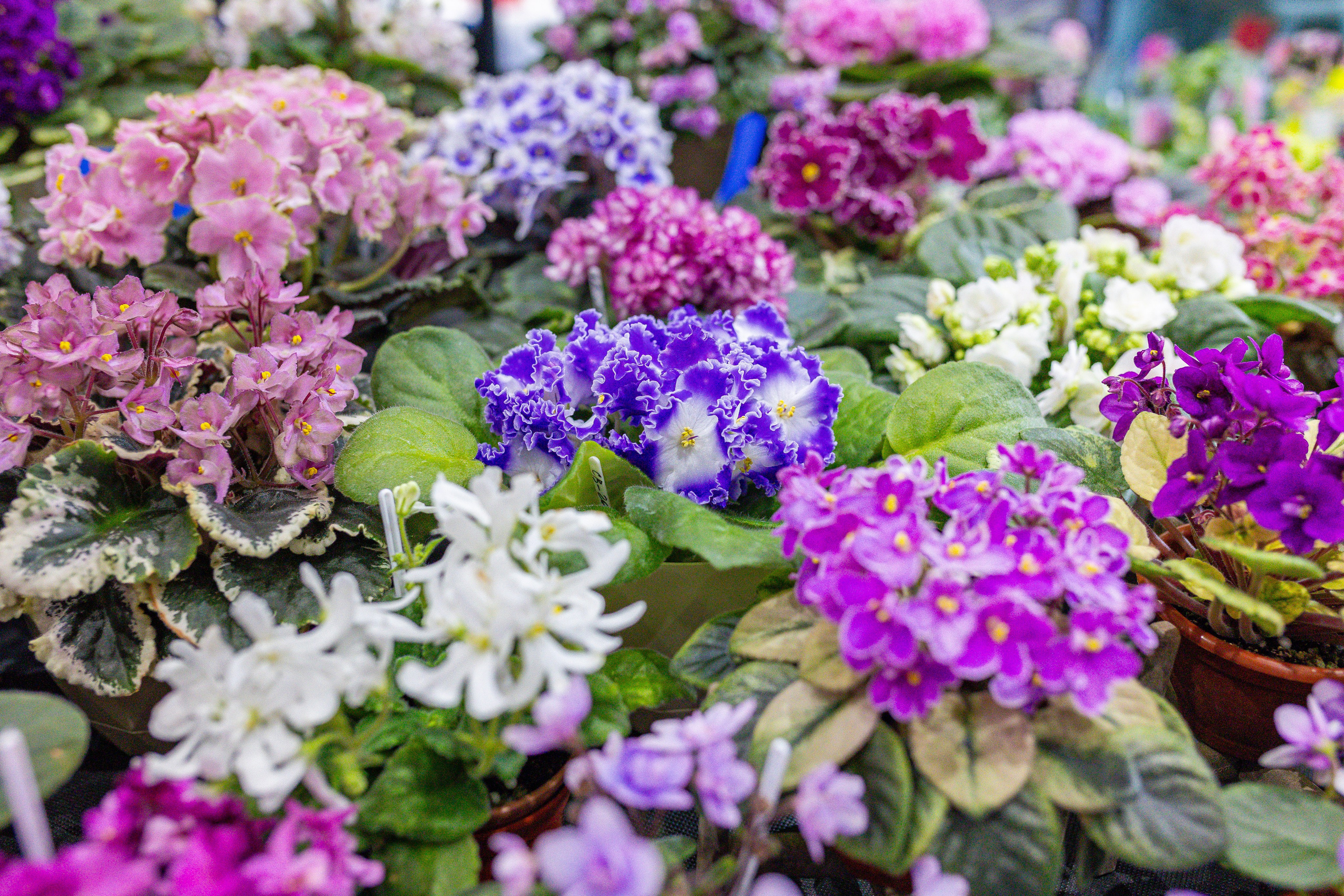 Орхидиум 12.2025. Александра Куликова фотограф, Москва