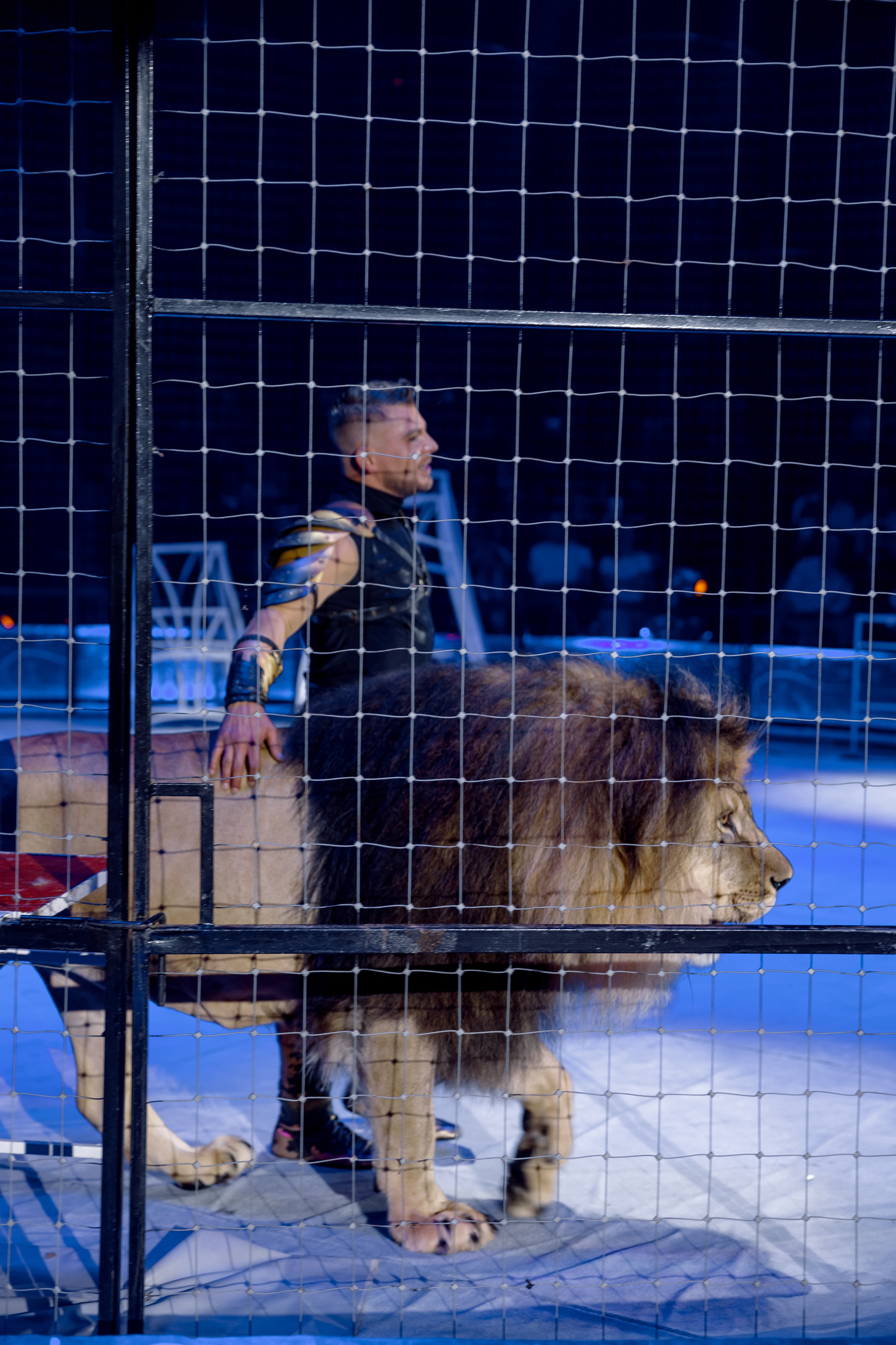 Цирк Moretti в Иркутске. Свадебный фотограф Иркутск, репортажный фотограф Иркутск