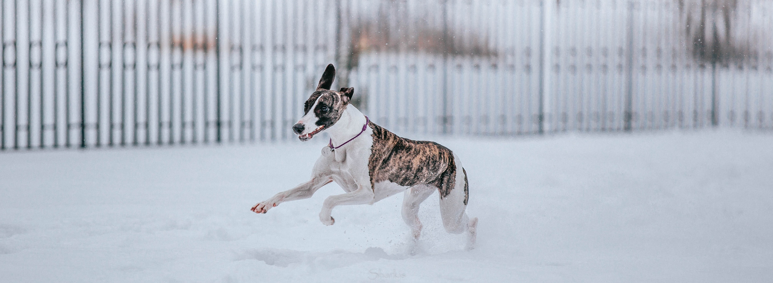 Хельга и Пёс. Главная