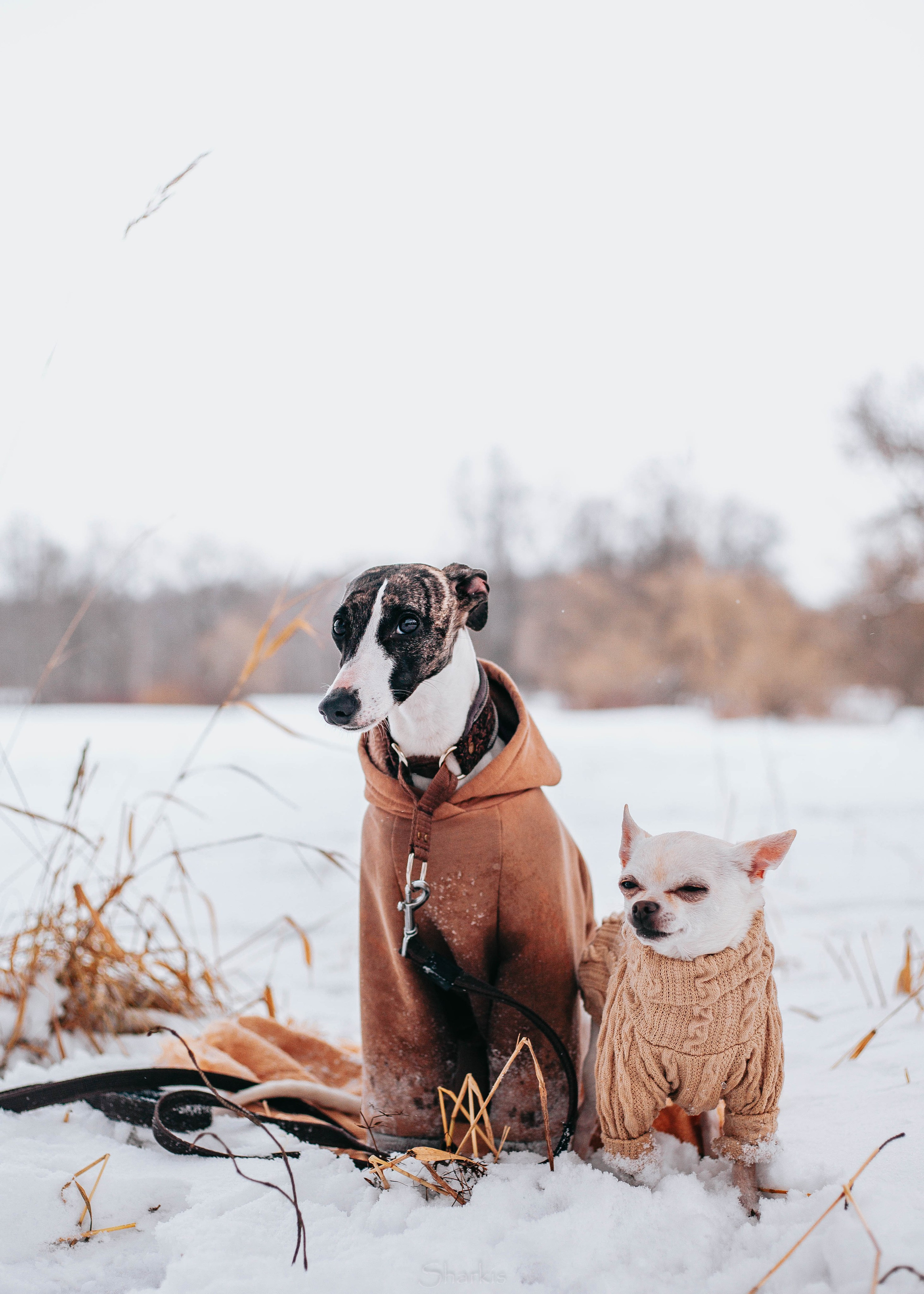 Хельга и Пёс. Главная