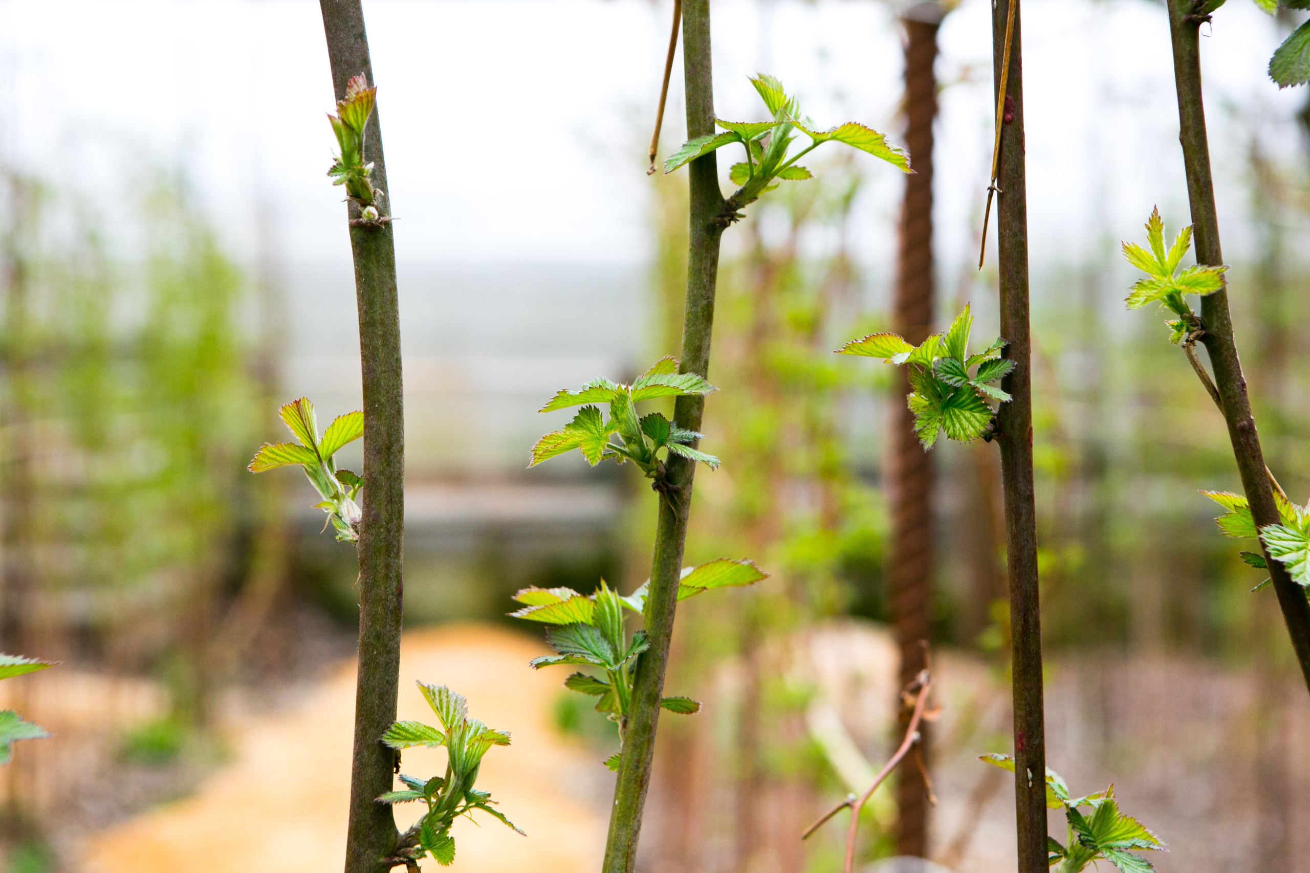 Деревенская еда «Домашние лакомста». Фотограф Красная Поляна — Сочи — Москва