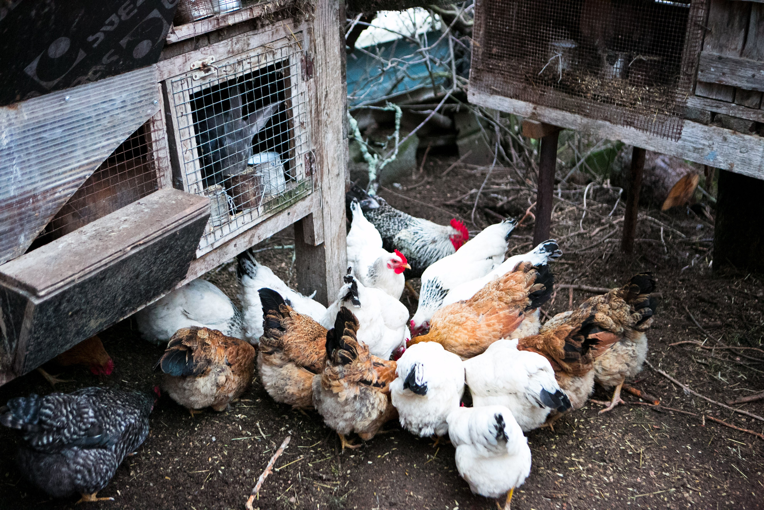 Деревенская еда «Домашние лакомста». Фотограф Красная Поляна — Сочи — Москва