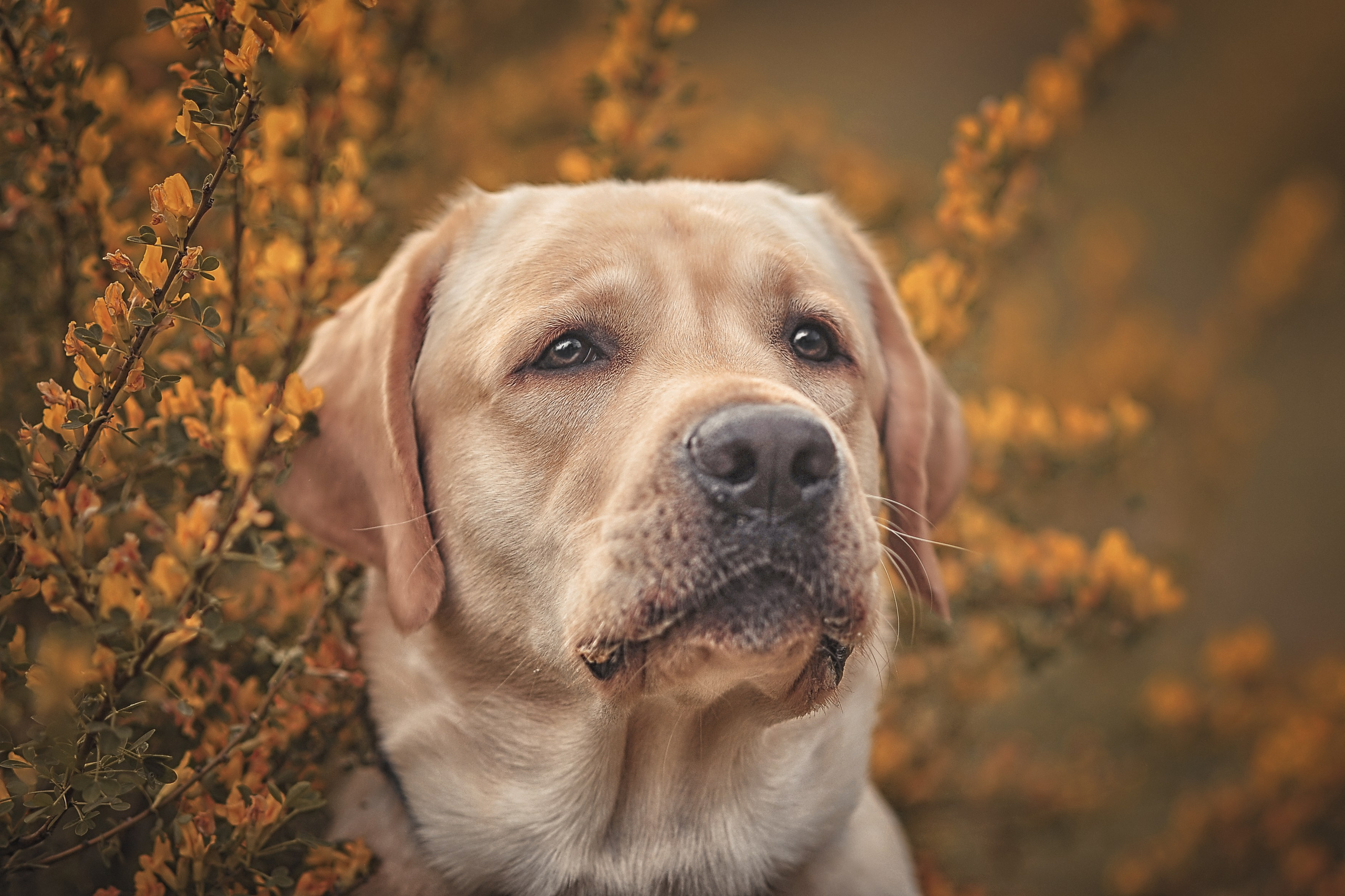 Фотосессия животных в Ижевских, фотограф животных. Детский, семейный фотограф в Ижевске и Москве Аксинья Лысенкова ADEN