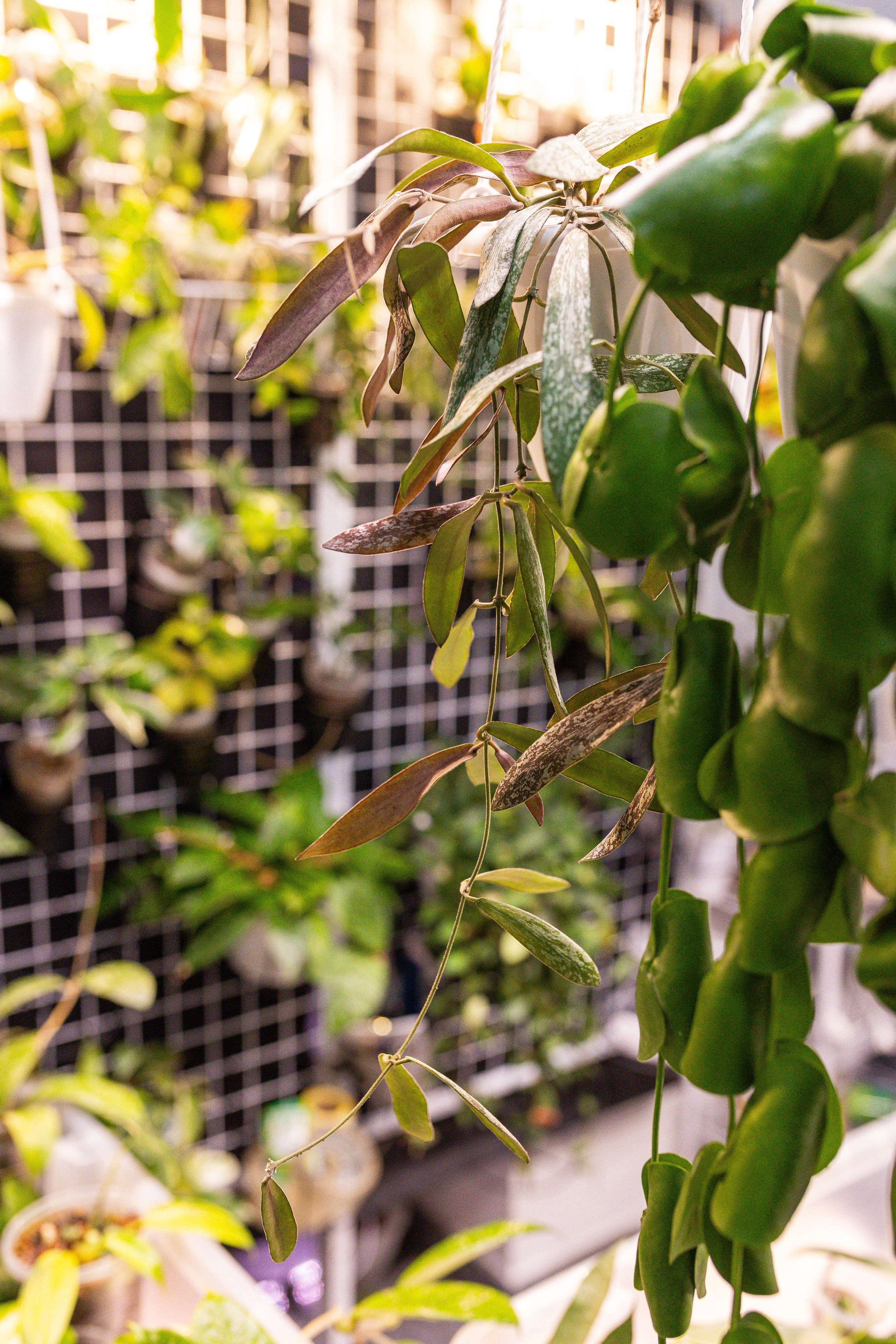 Монстериум апрель 2025. Александра Куликова фотограф, Москва