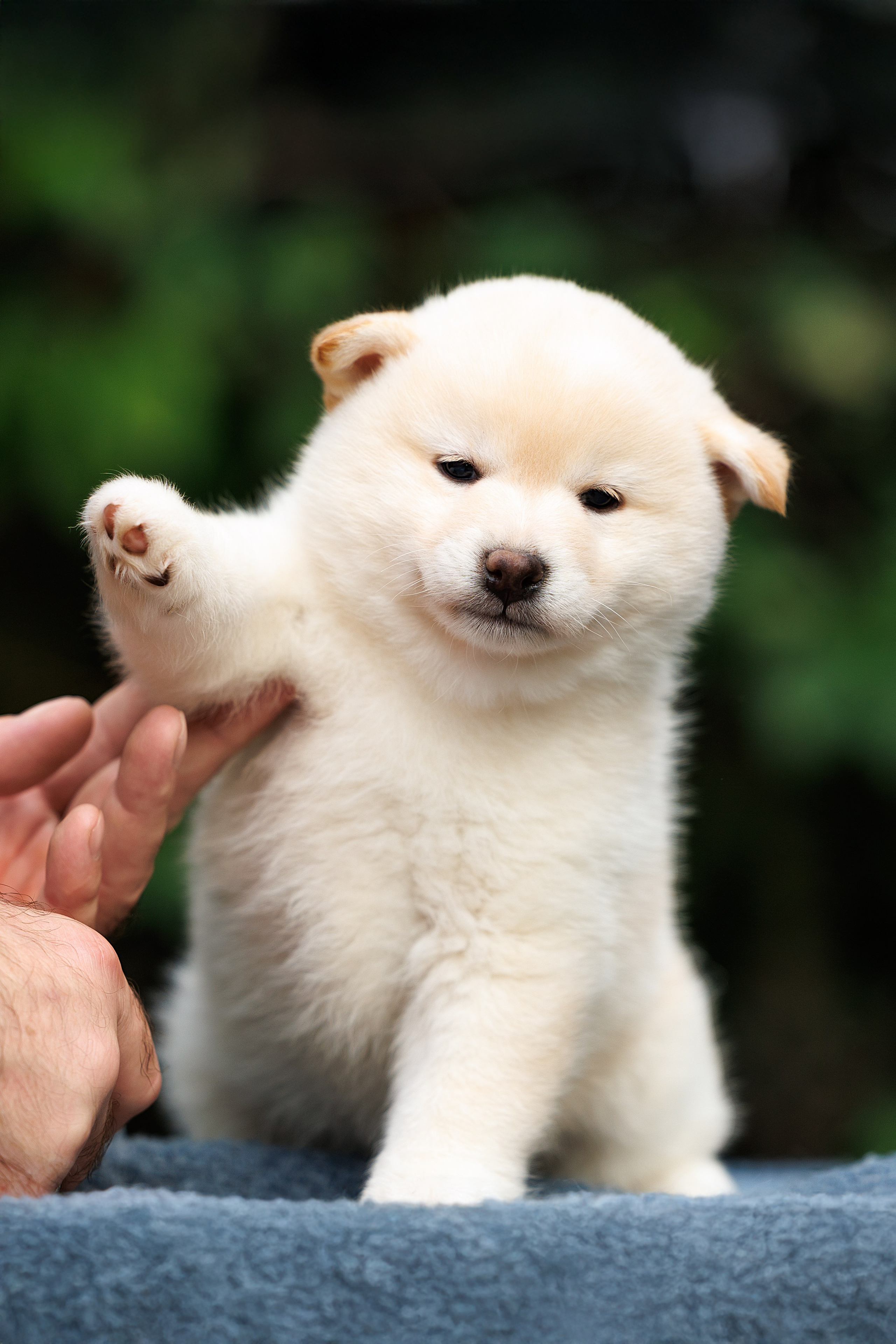 Фотограф-анималист и бренд-фотограф в Москве | Фотография собак, людей, бизнес-портрет