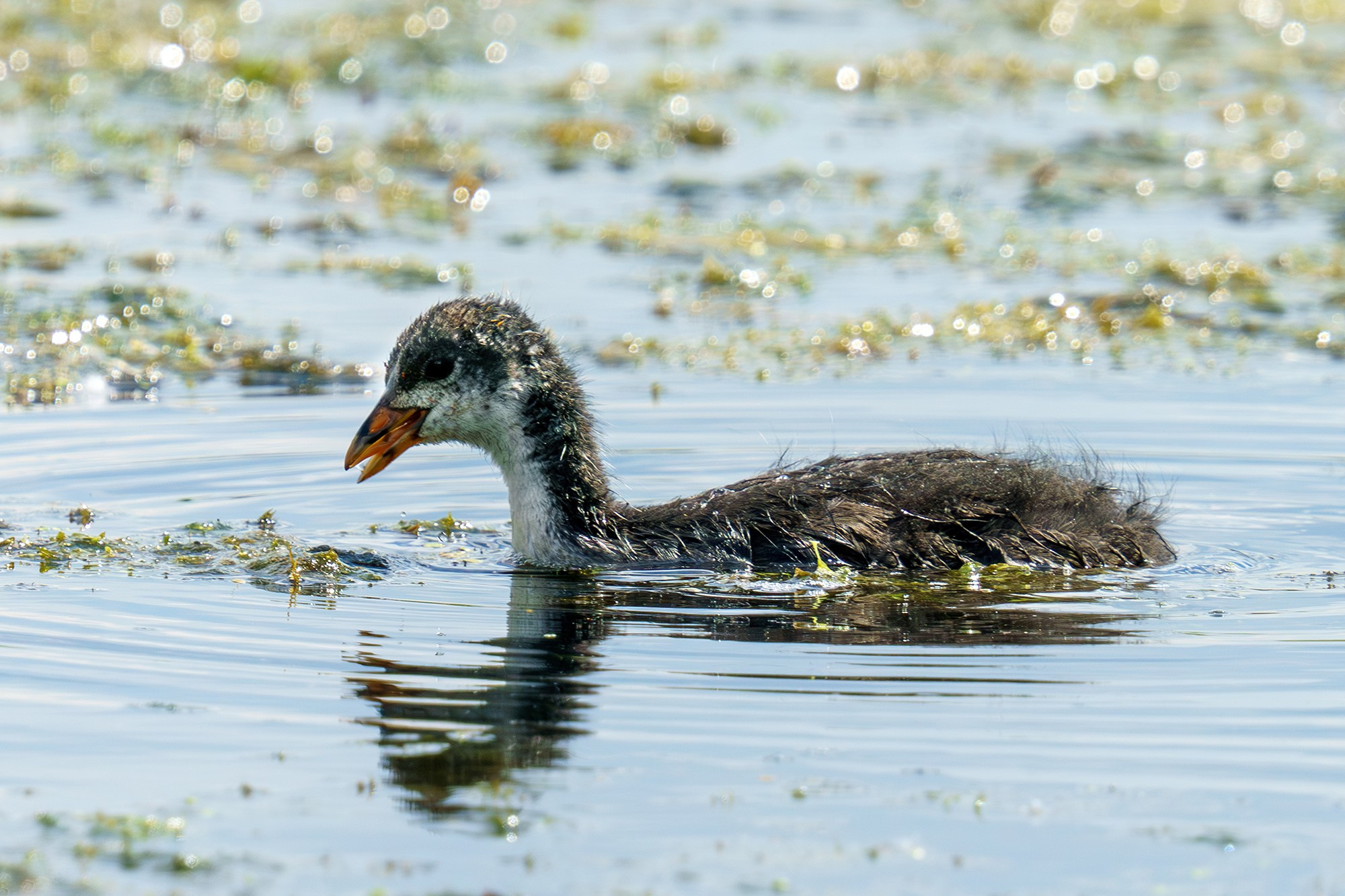 Удивительные мир птиц. Вокруг нас столько прекрасного — присмотритесь!. Ваш личный фотограф Марина Волкова