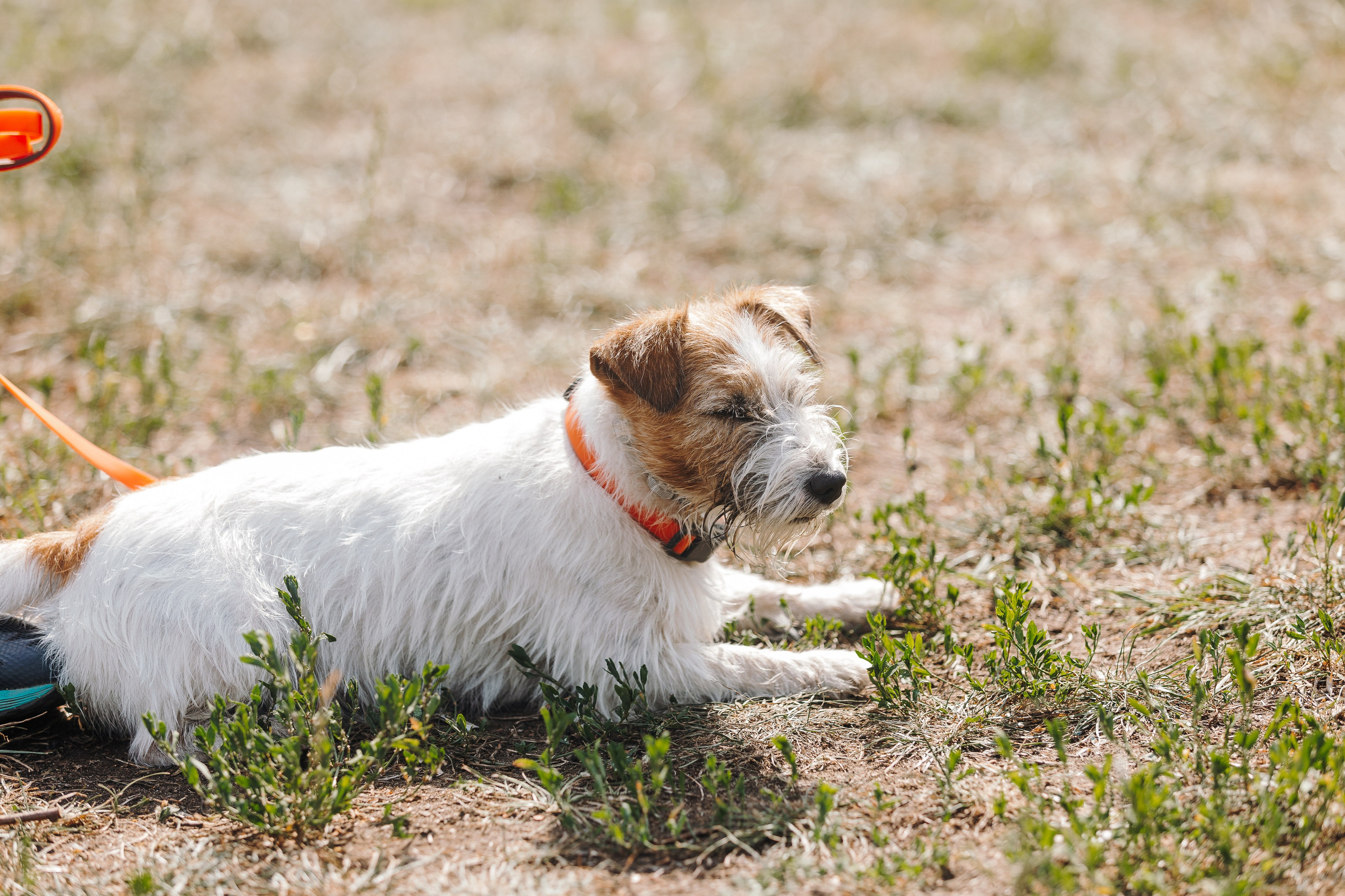 Petshop Sup day. Фотограф анималист Кристина Карпова, Москва
