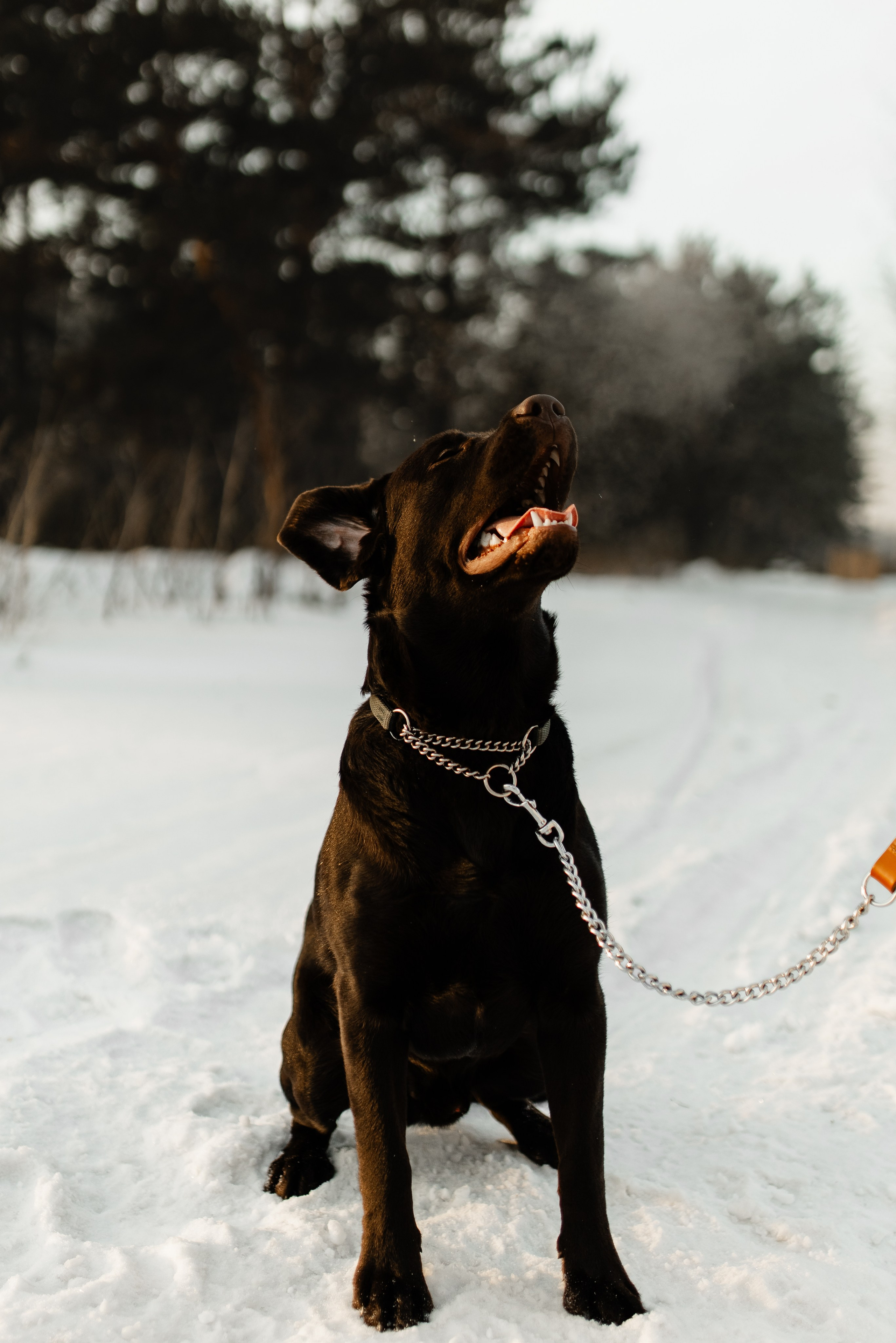 Ви ,Мась & Вегас