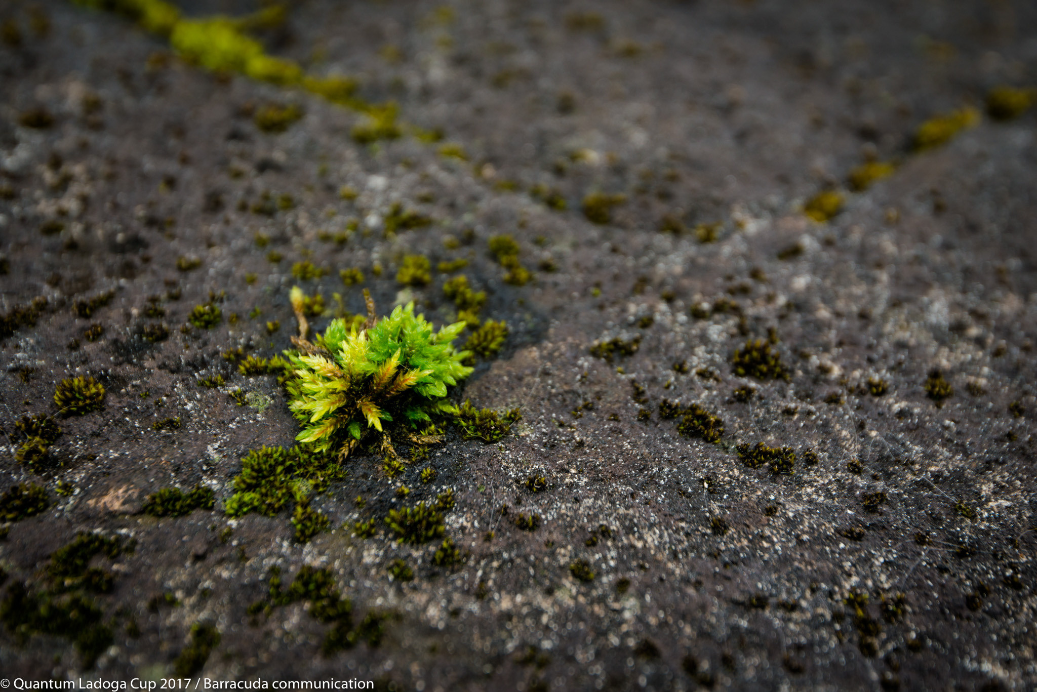 Quantum Ladoga Cup 2017. Sailing Photographer Marina Semenova