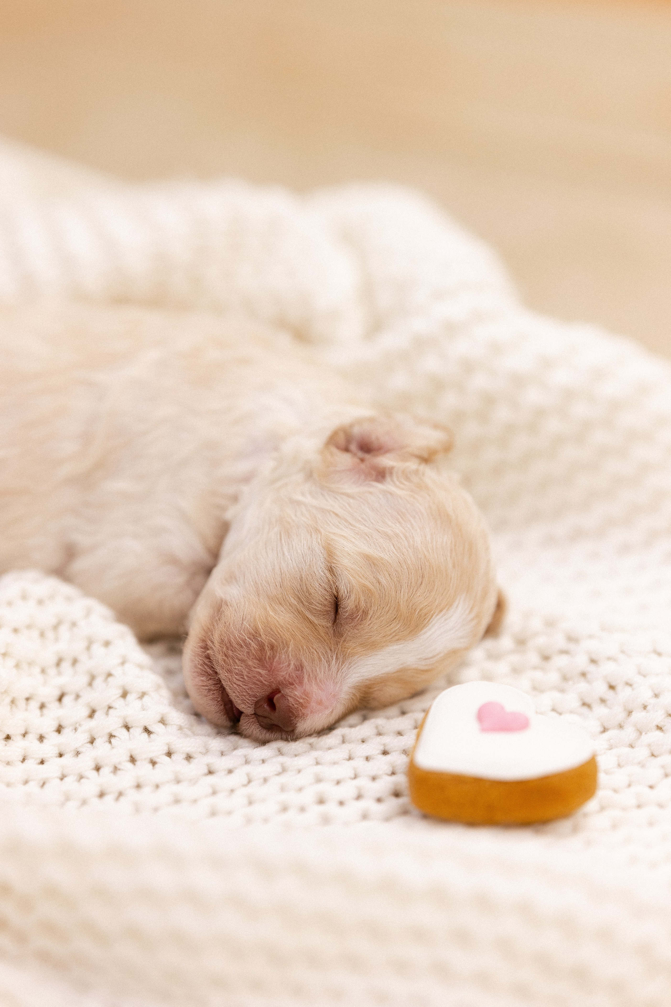 Лаготто Романьоло. Фотограф и видеограф анималист Аганина Дарья