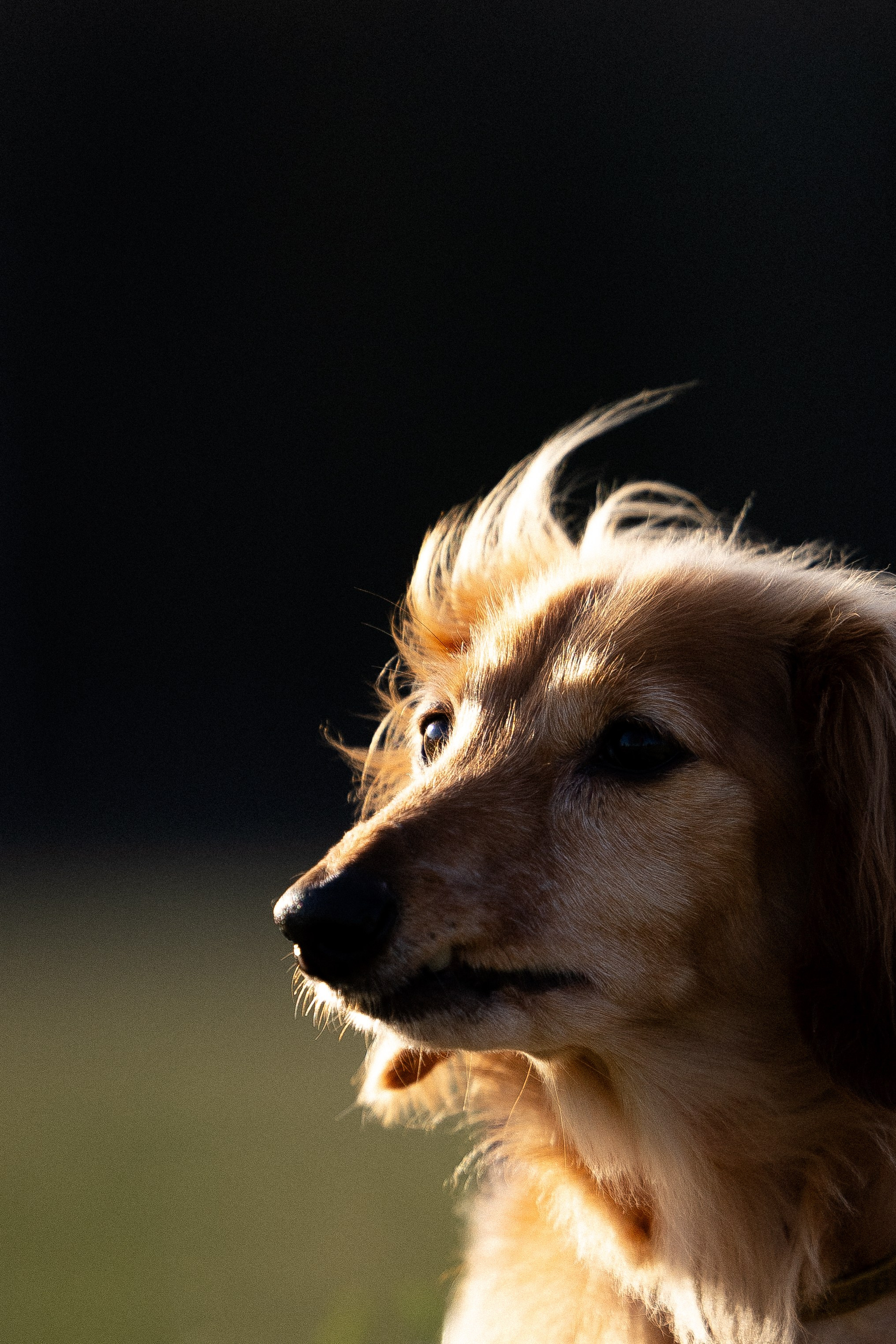 Разношерстная компания. Фотограф и видеограф анималист Аганина Дарья