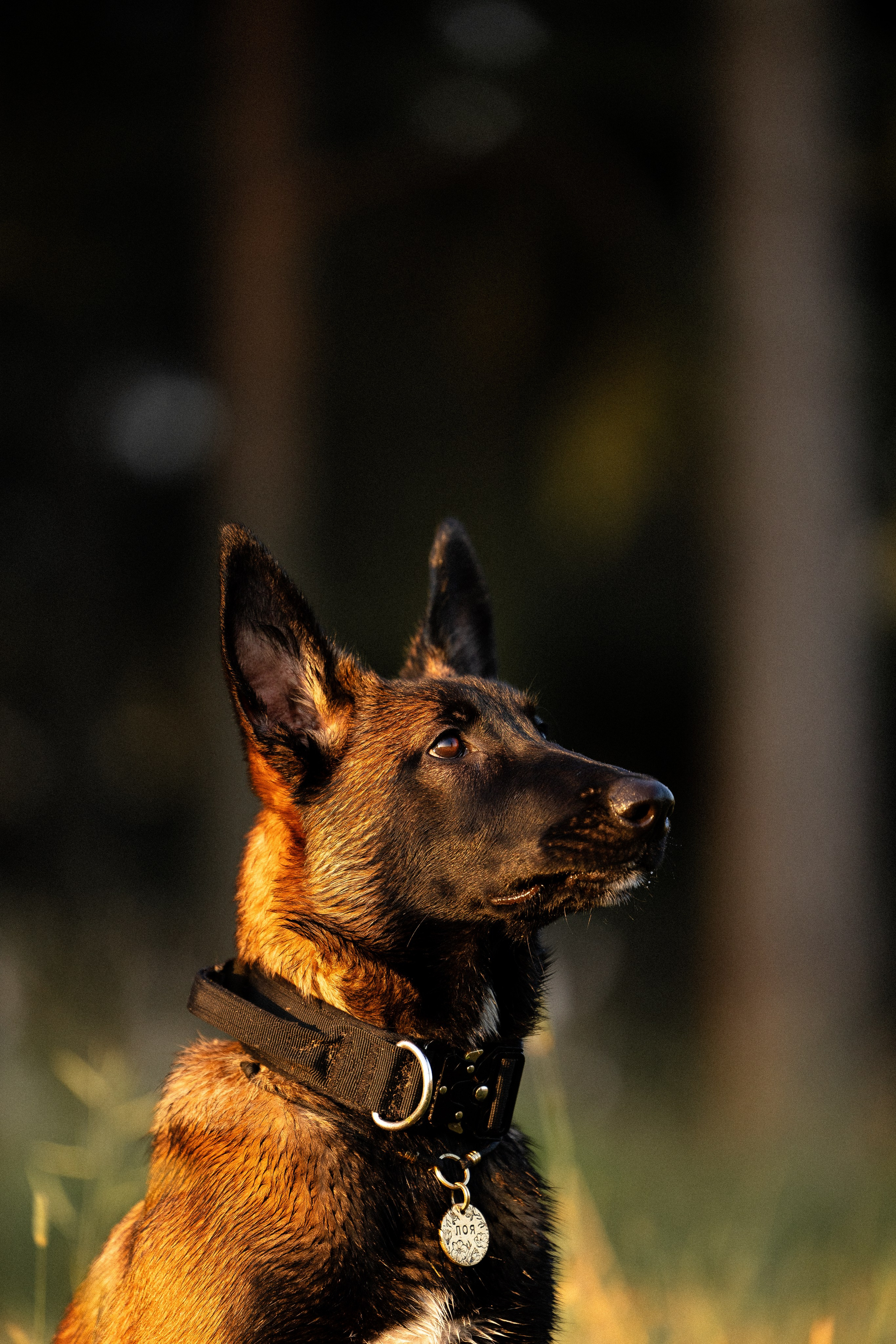 Галина и Лоя. Фотограф и видеограф анималист Аганина Дарья