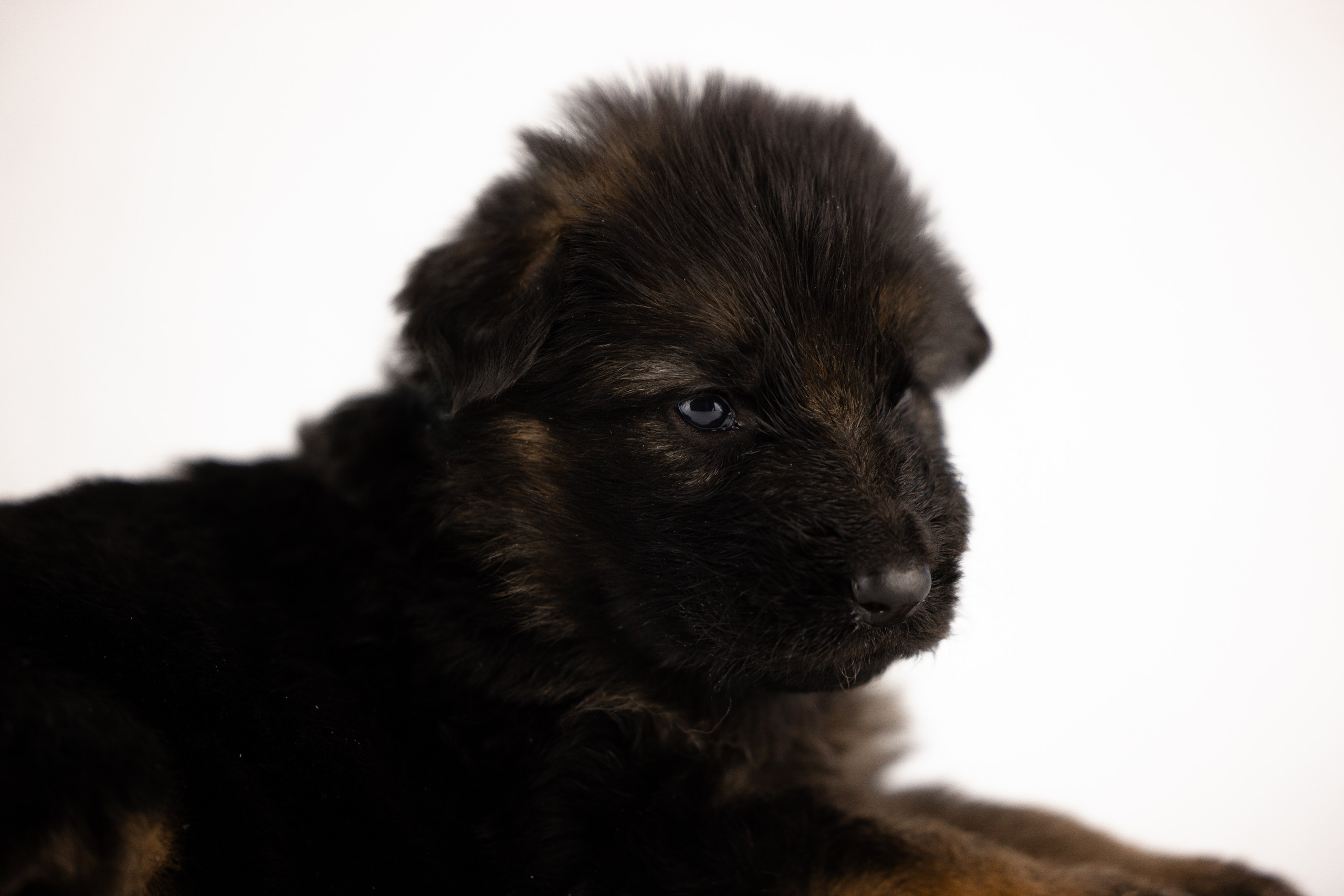 Немецкая овчарка. Фотограф и видеограф анималист Аганина Дарья