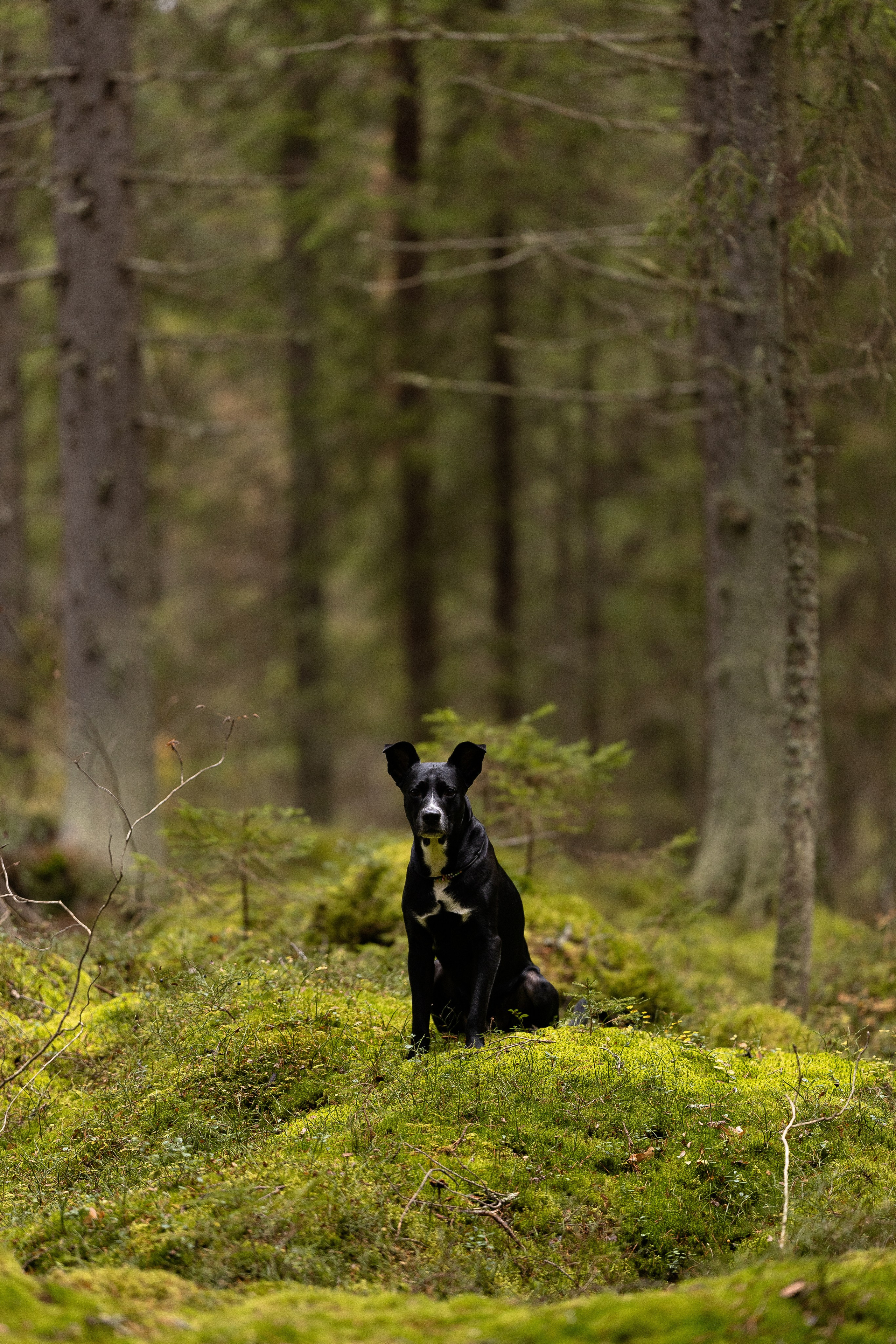 Karelia. Фотограф и видеограф анималист Аганина Дарья