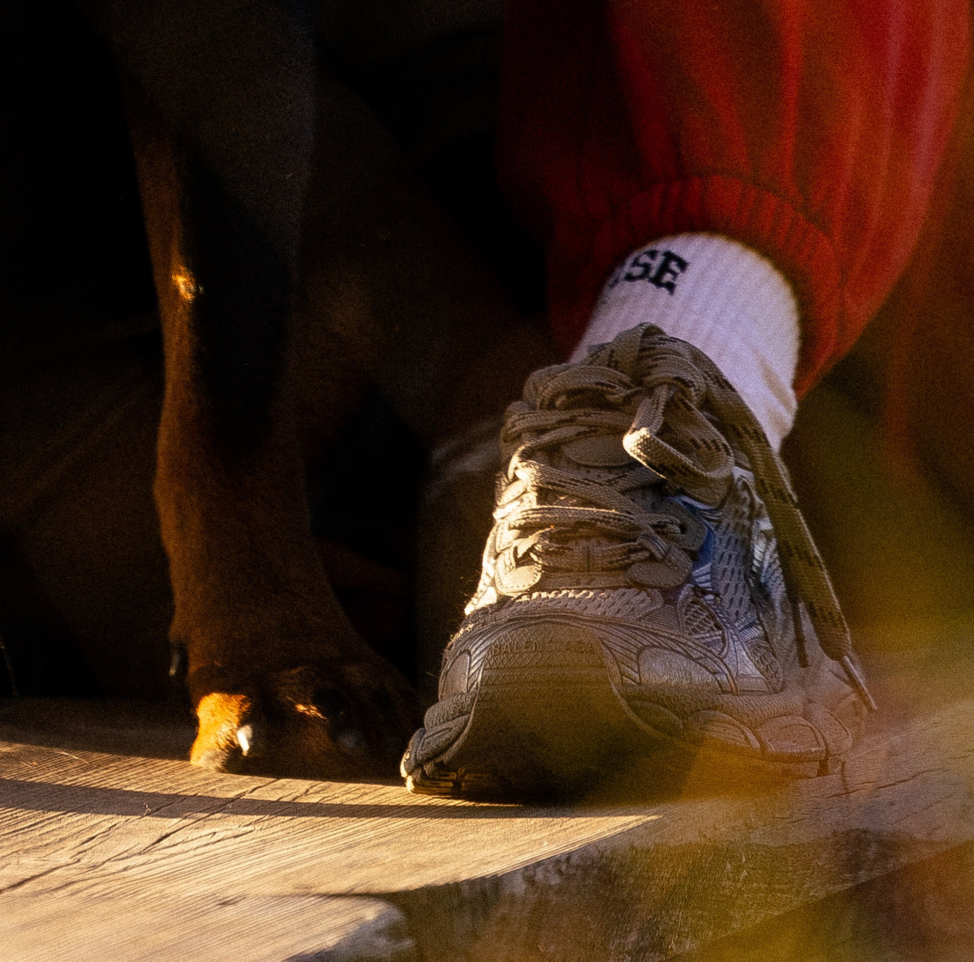 Катя, Леша, Лея и Трой. Фотограф и видеограф анималист Аганина Дарья