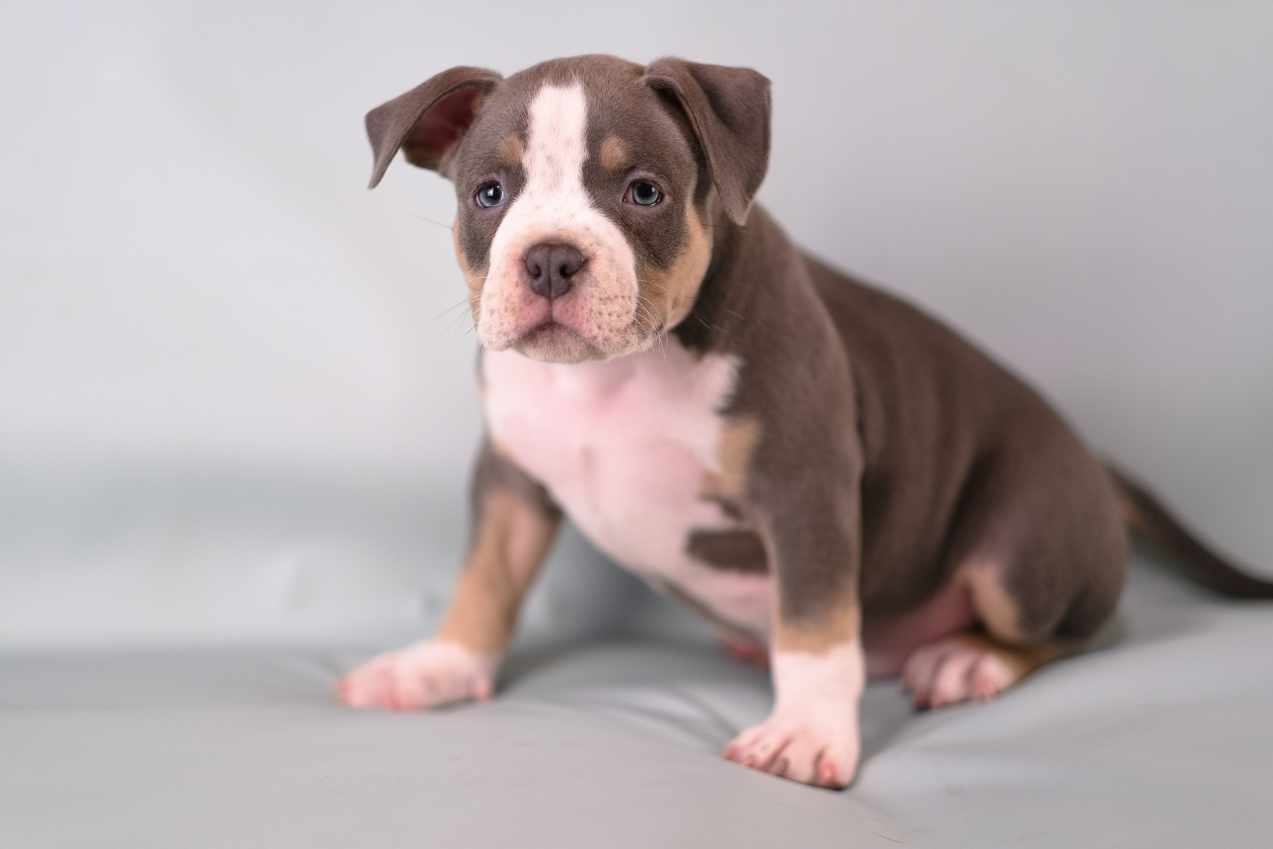 Американский Булли. Фотограф и видеограф анималист Аганина Дарья